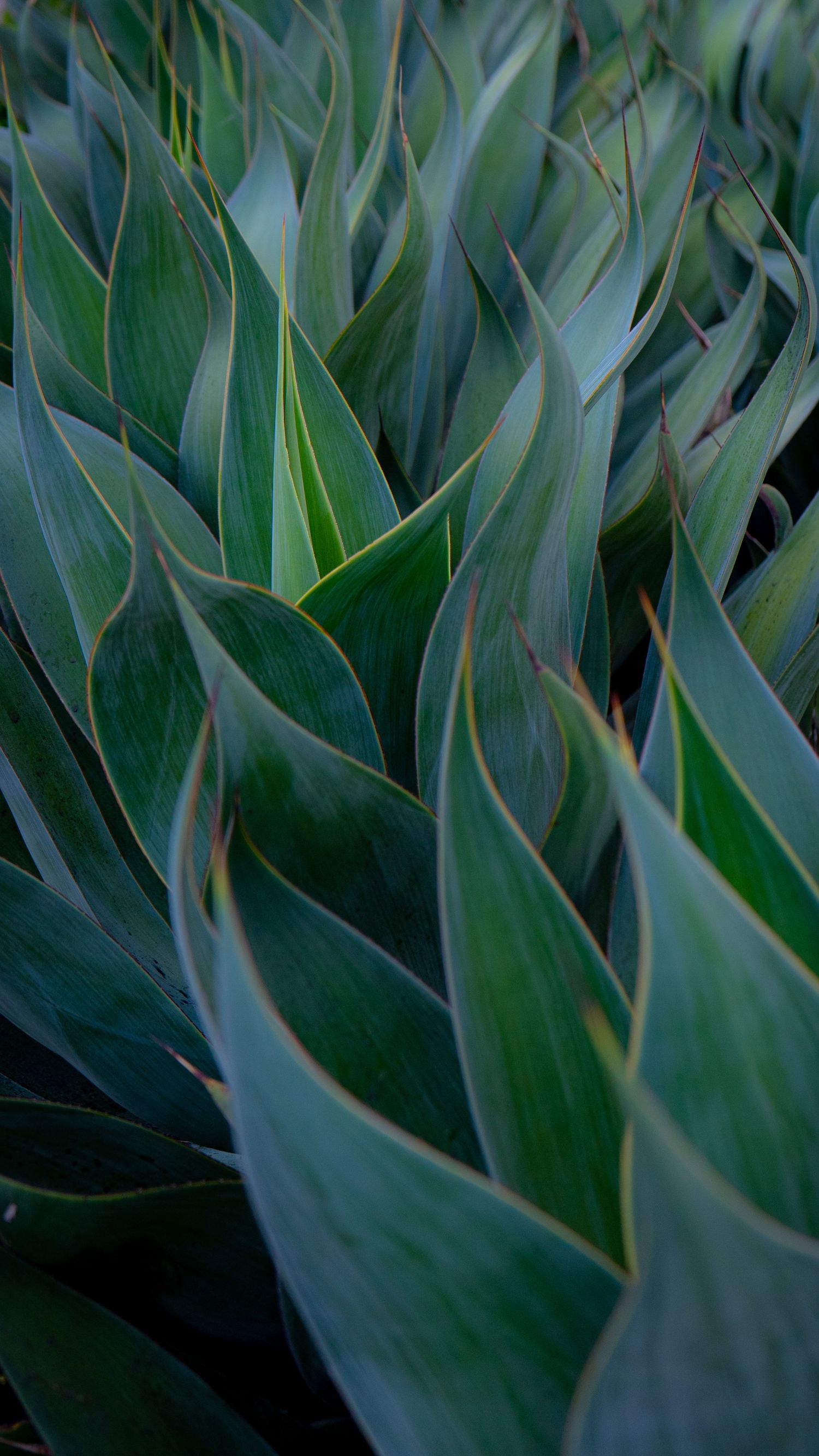 Close-up of lush green agave plant leaves with yellow-tipped edges in natural garden setting.