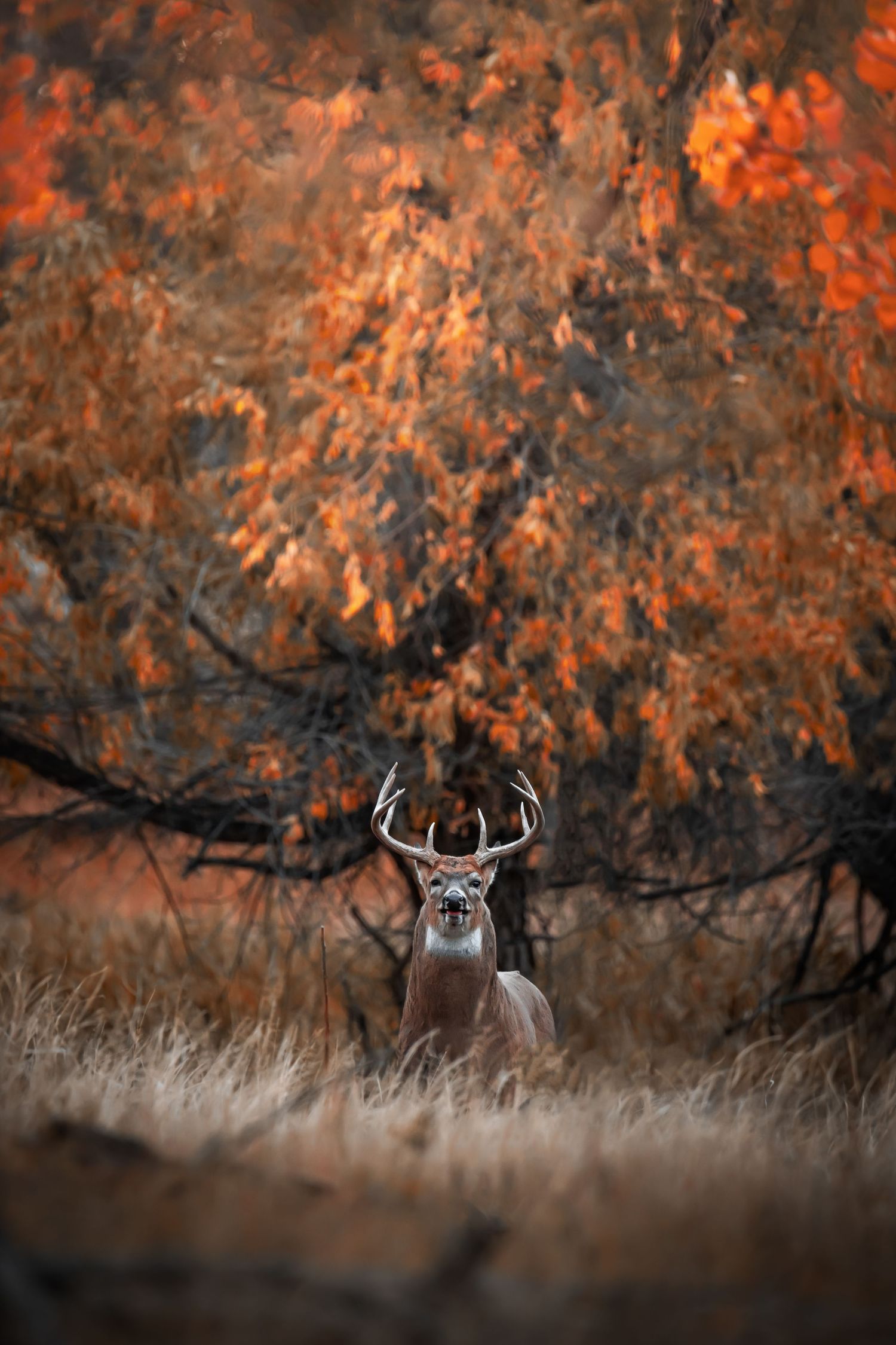 northern colorado fine art wildlife photography