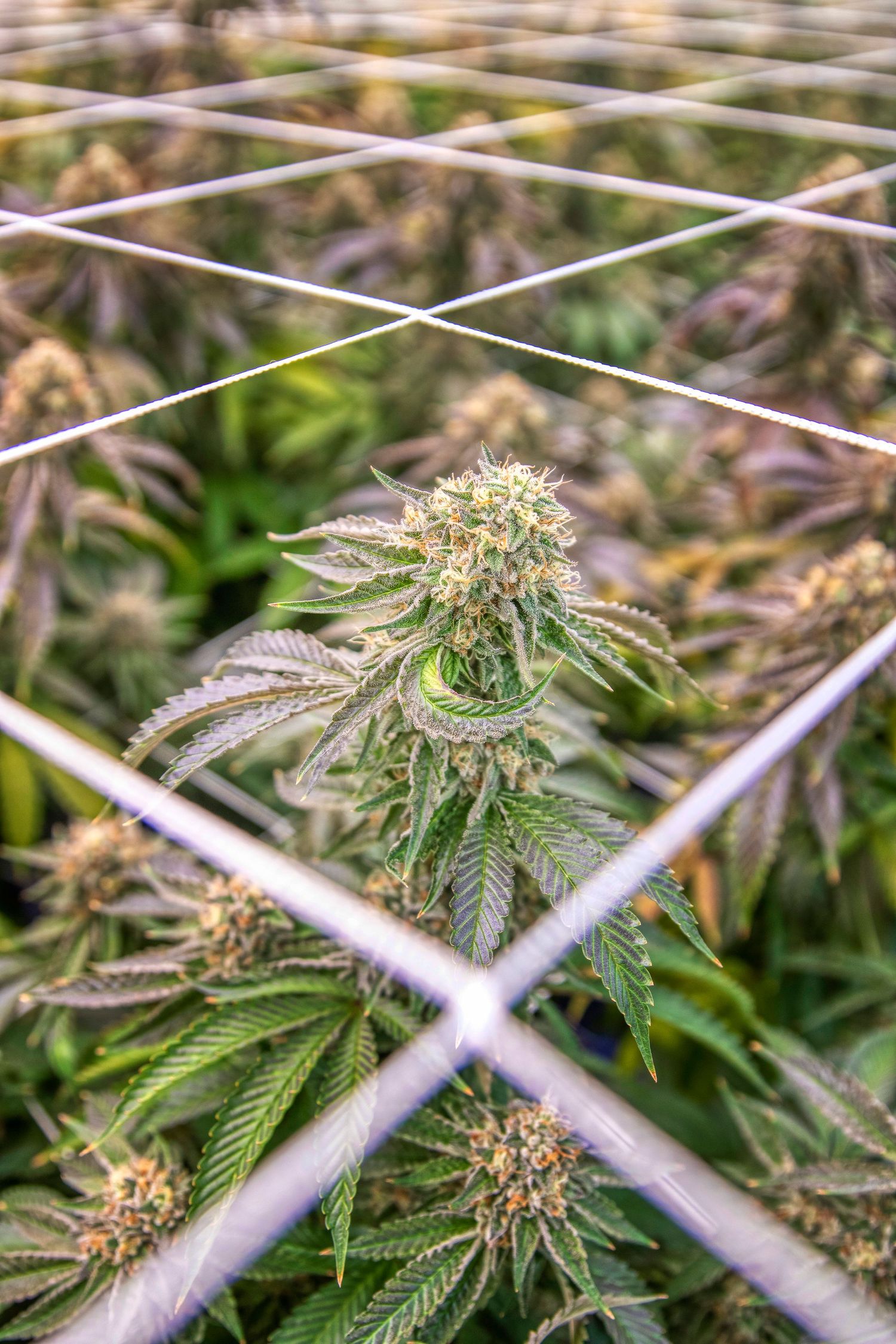 Cannabis plants growing through a trellis net in an indoor cultivation facility.