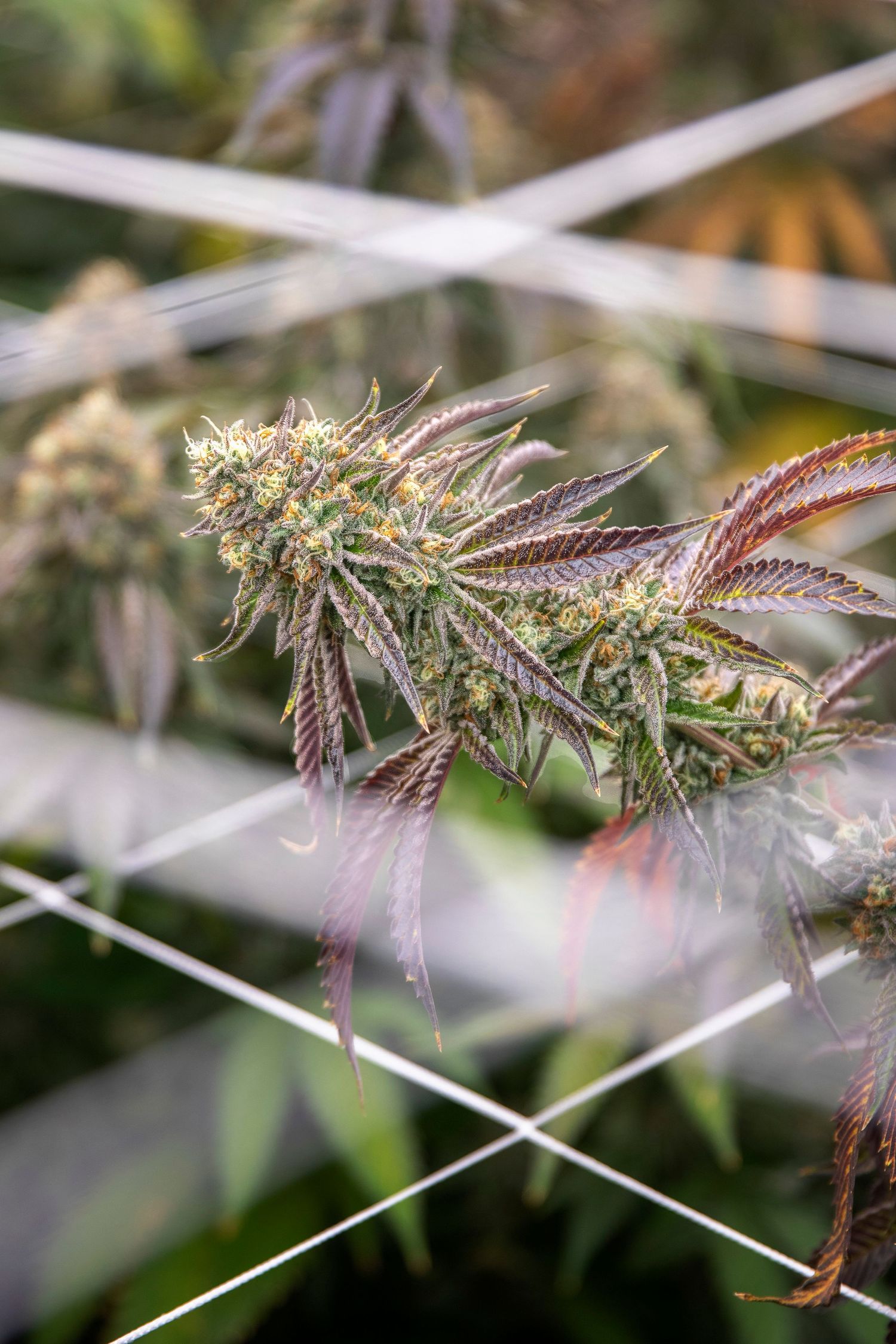 Purple-hued cannabis bud with long pistils growing through a trellis net in an indoor grow facility.