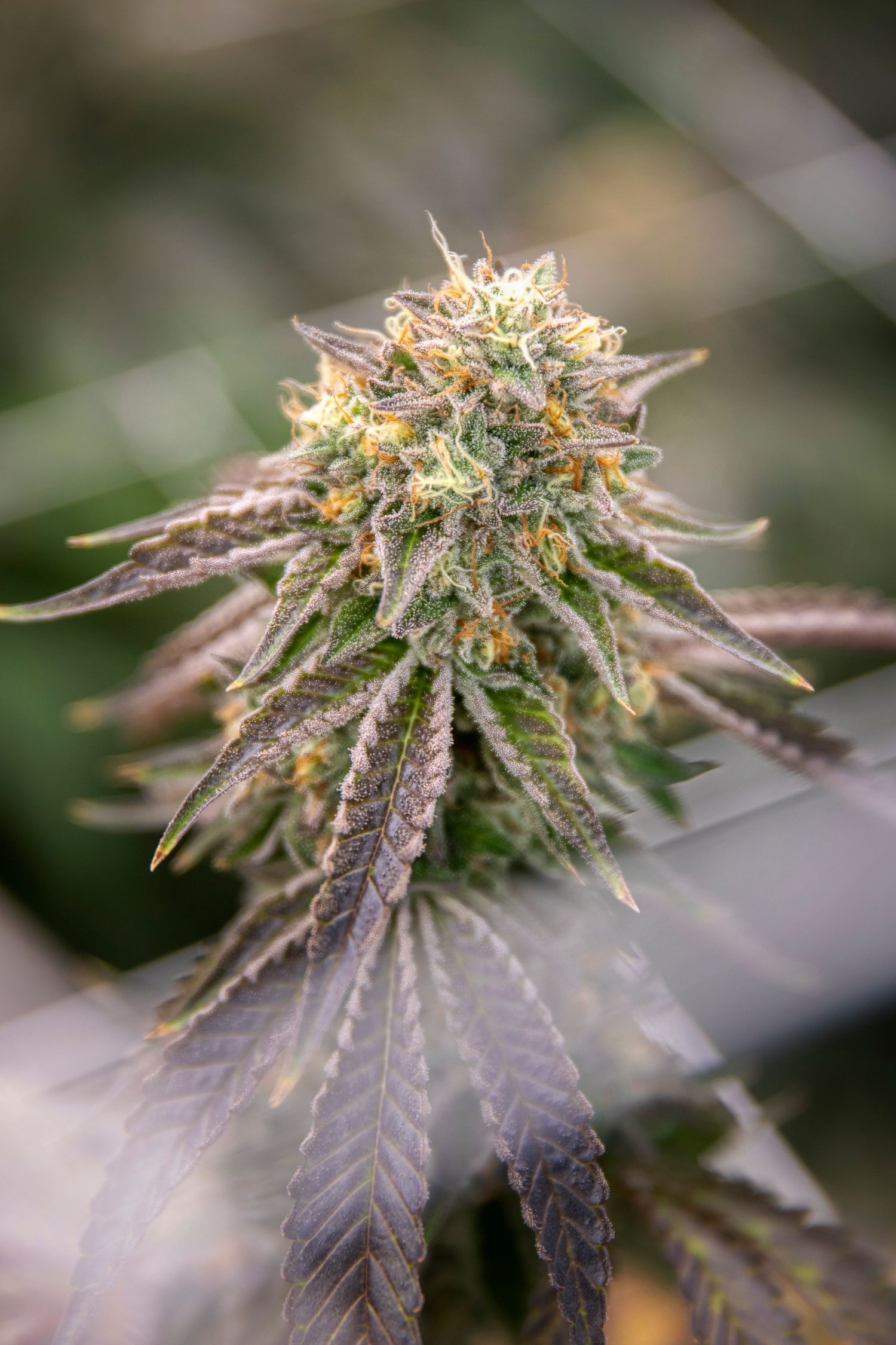 Close-up of a mature cannabis bud with trichomes and orange pistils on a green plant.