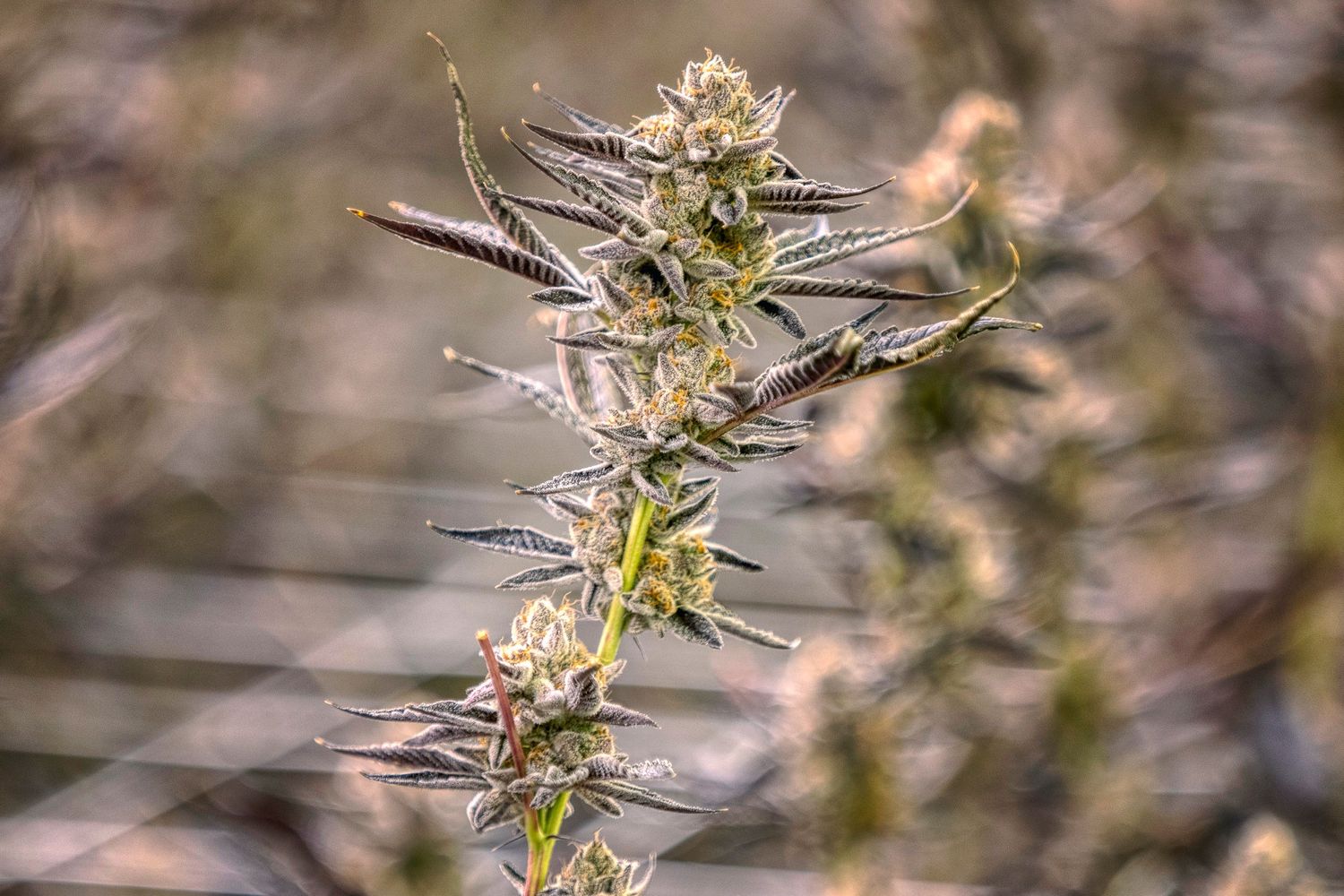 Tall cannabis plant with sparse buds and purple-tinged leaves growing through a support trellis indoors.