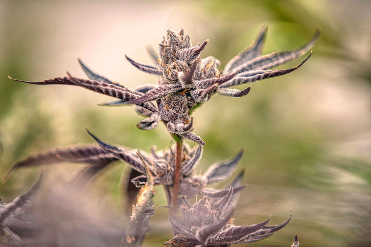 Extreme close-up of a mature cannabis cola with dark purple leaves and crystalline trichomes on a soft background.