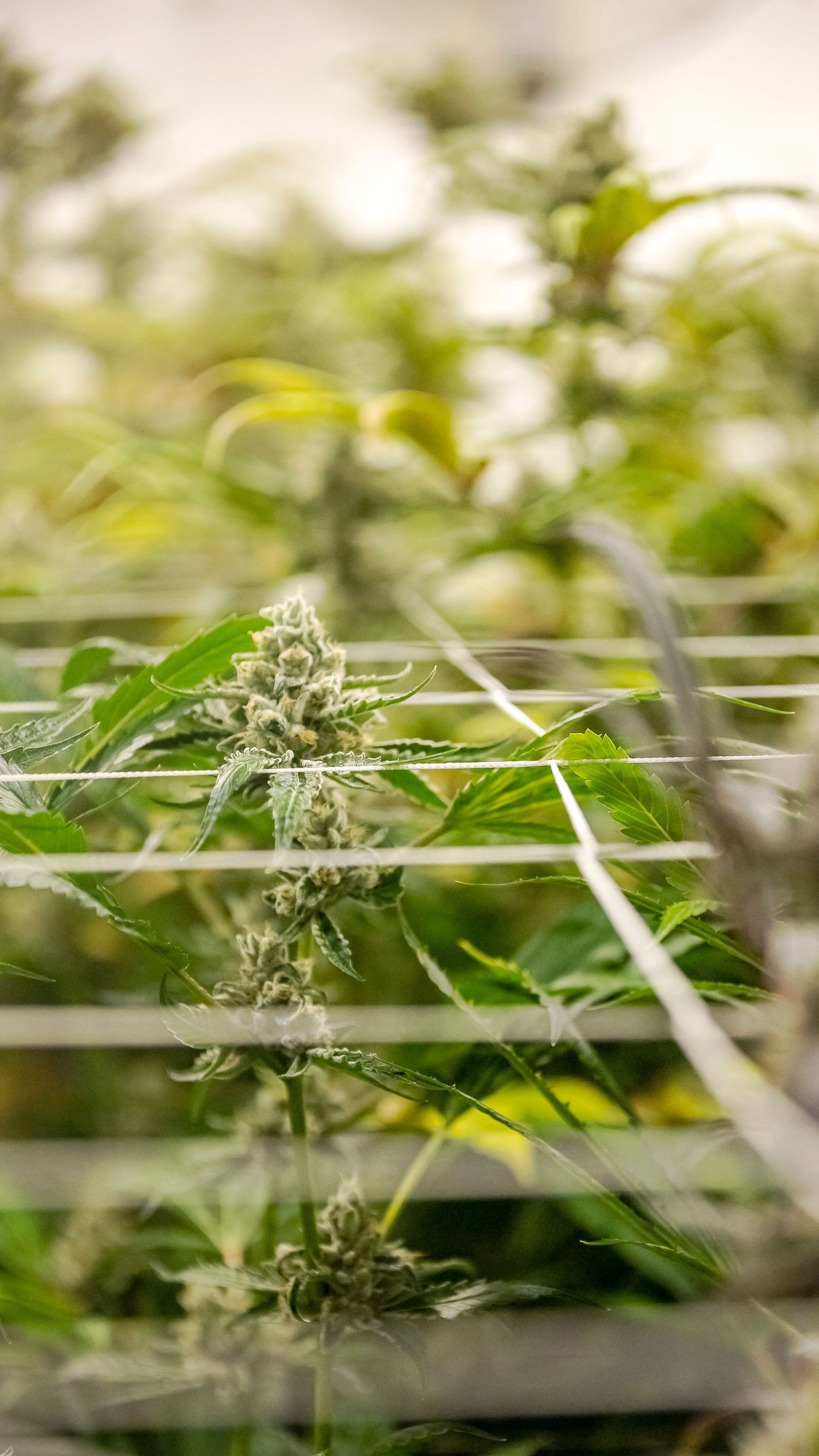 Cannabis plants with white buds growing through a trellis net in an indoor grow room.
