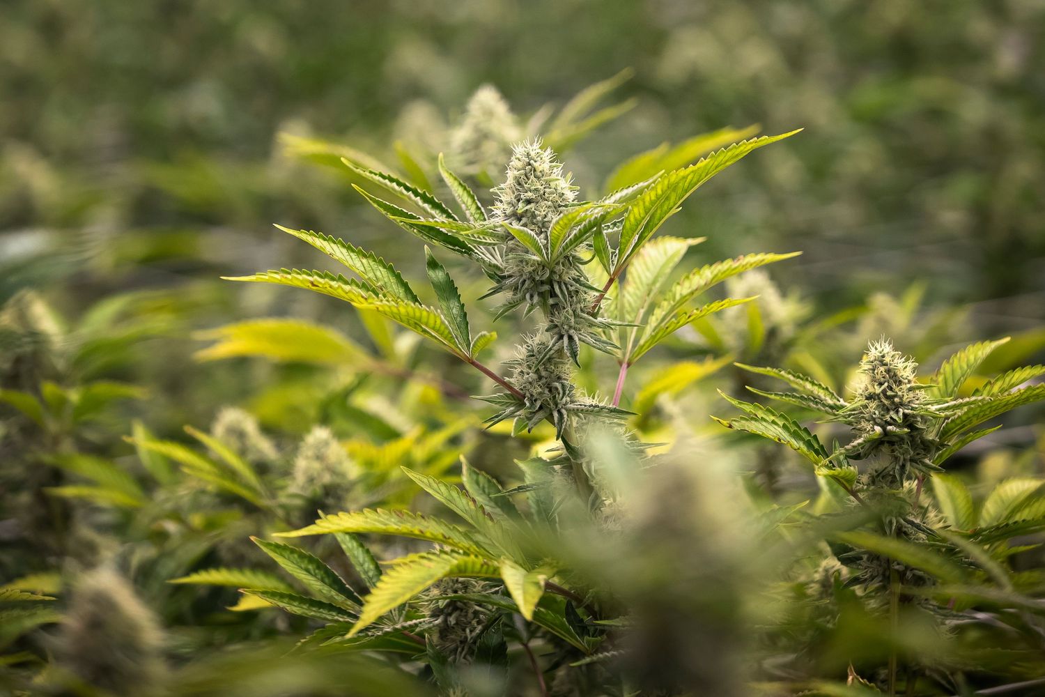Lush green cannabis plants with budding flowers growing in an outdoor field.
