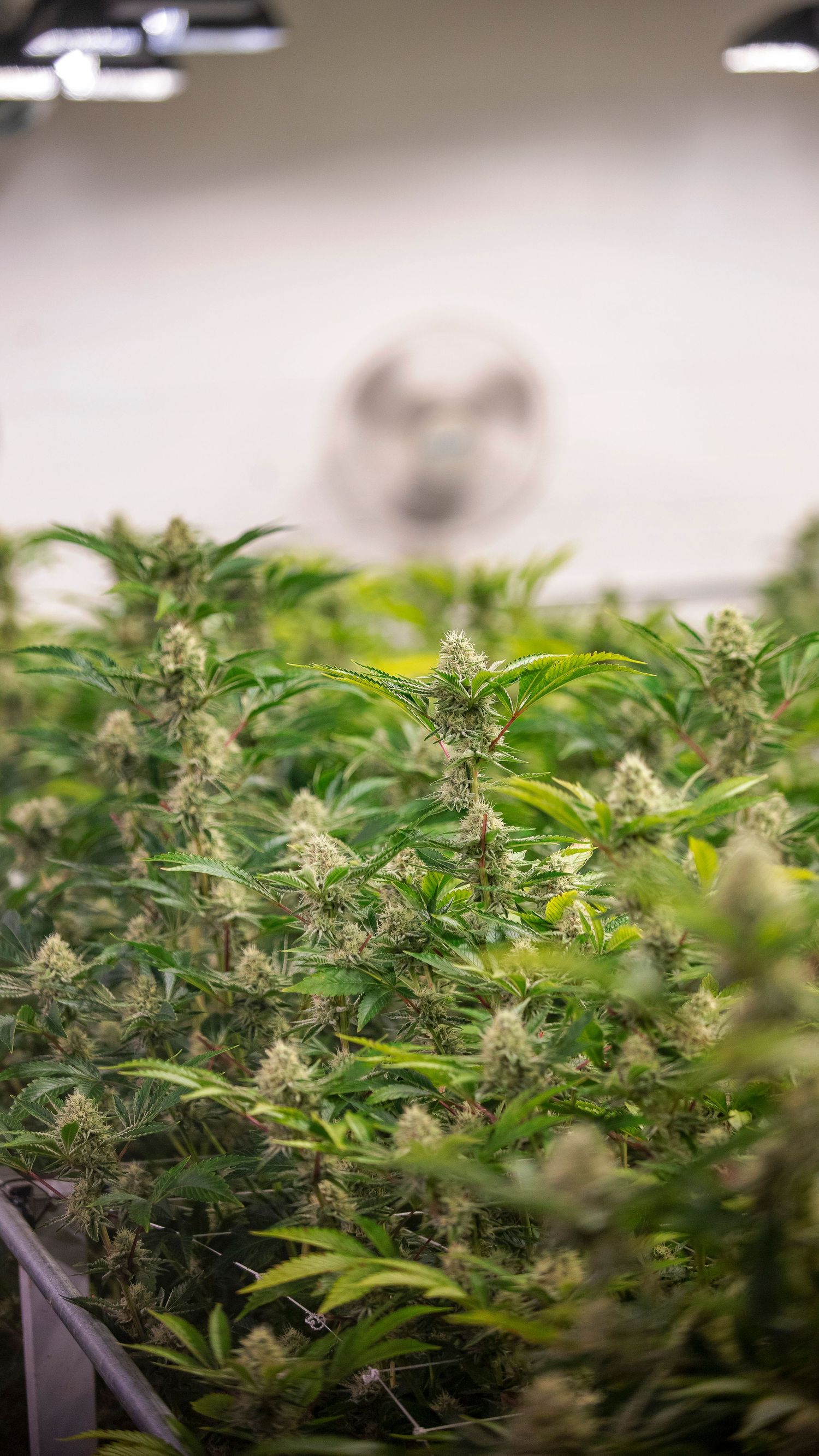Lush indoor cannabis garden with budding plants under grow lights and a ventilation fan.