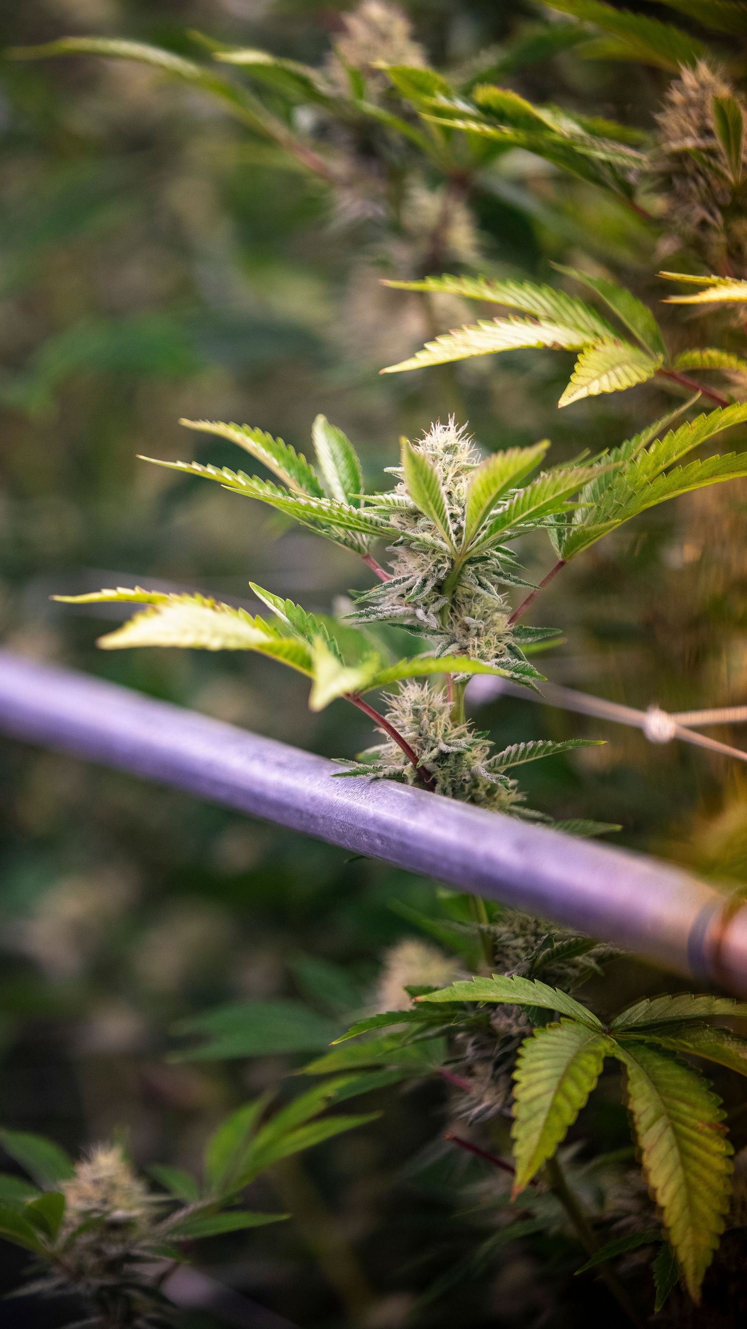 Cannabis plant with early white buds growing alongside a purple support pole outdoors.