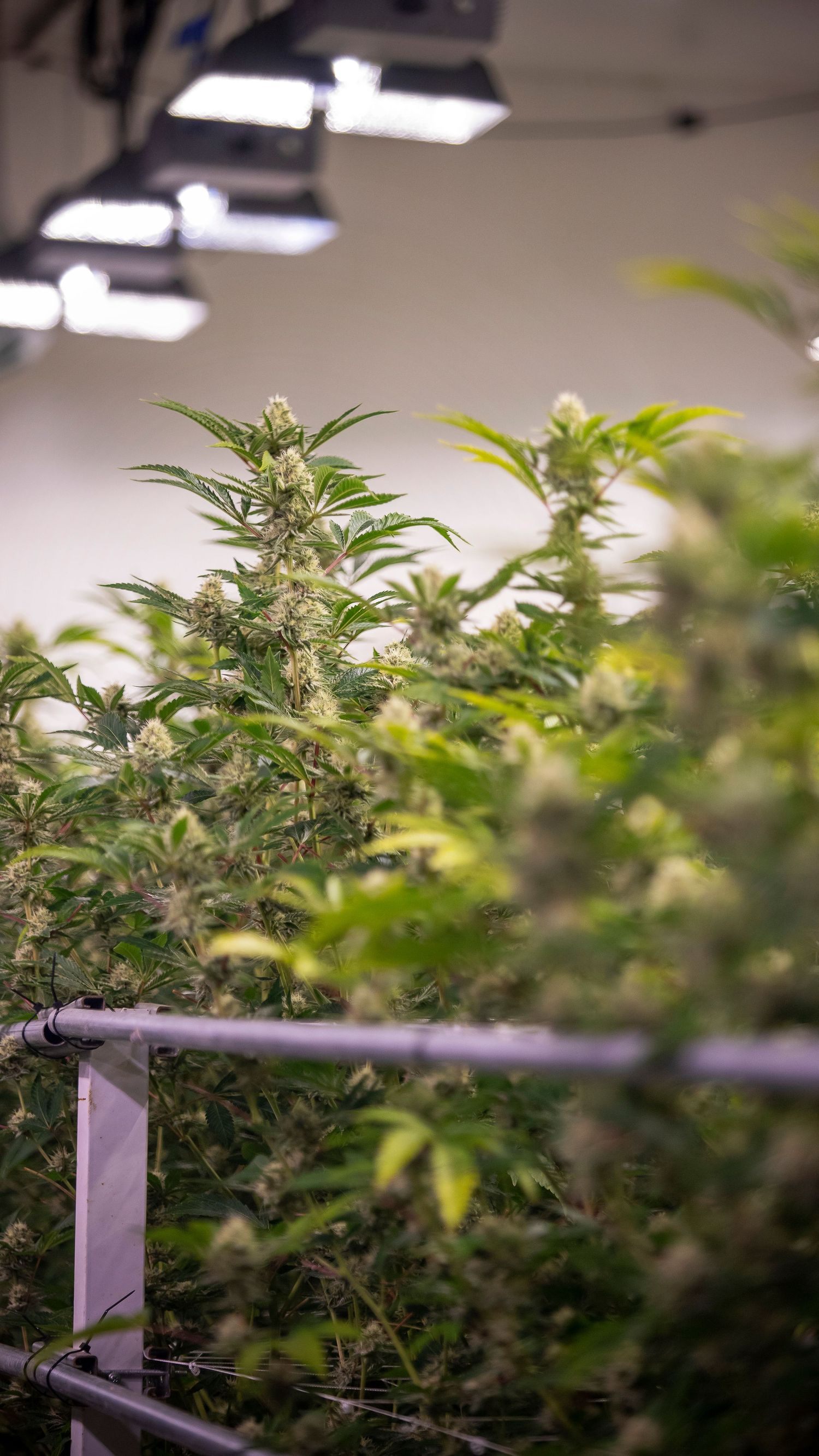 Tall cannabis plants with white buds growing under LED grow lights in an indoor facility.