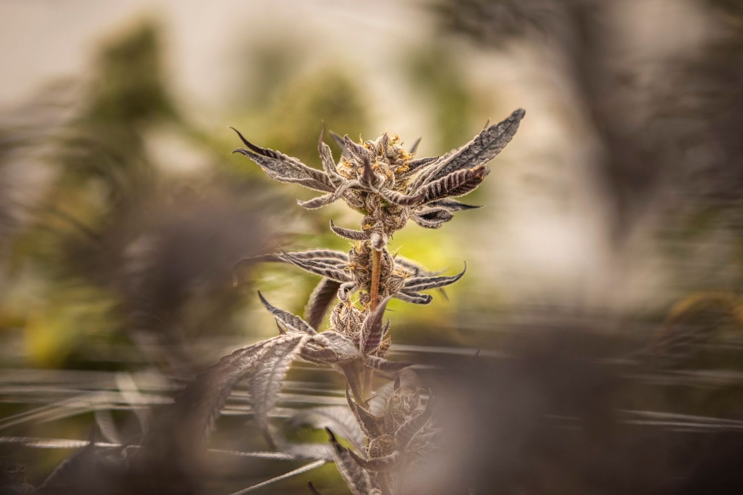 Mature cannabis bud with purple hues photographed outdoors in natural light.