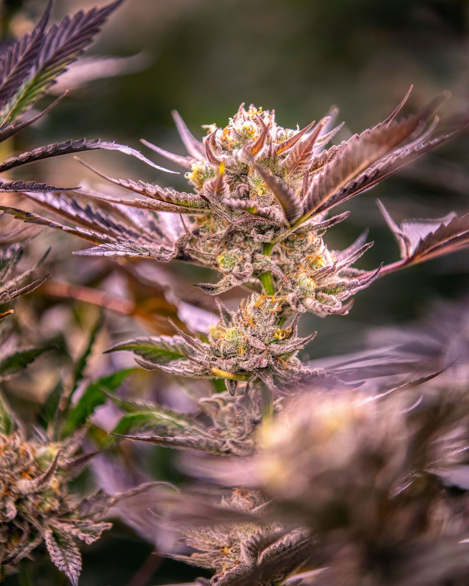Purple-hued cannabis plant with dense resinous bud and colorful leaves in bloom.