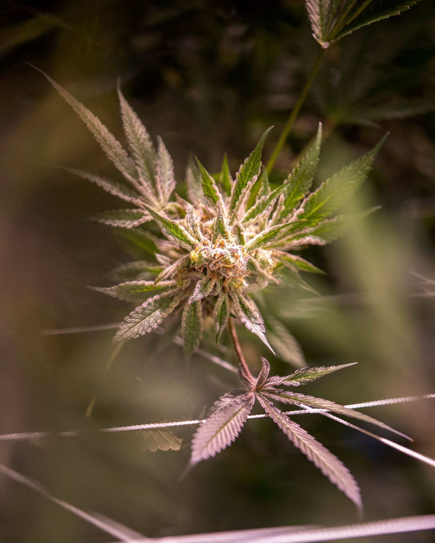 Early-stage cannabis bud with delicate white pistils and serrated green leaves.