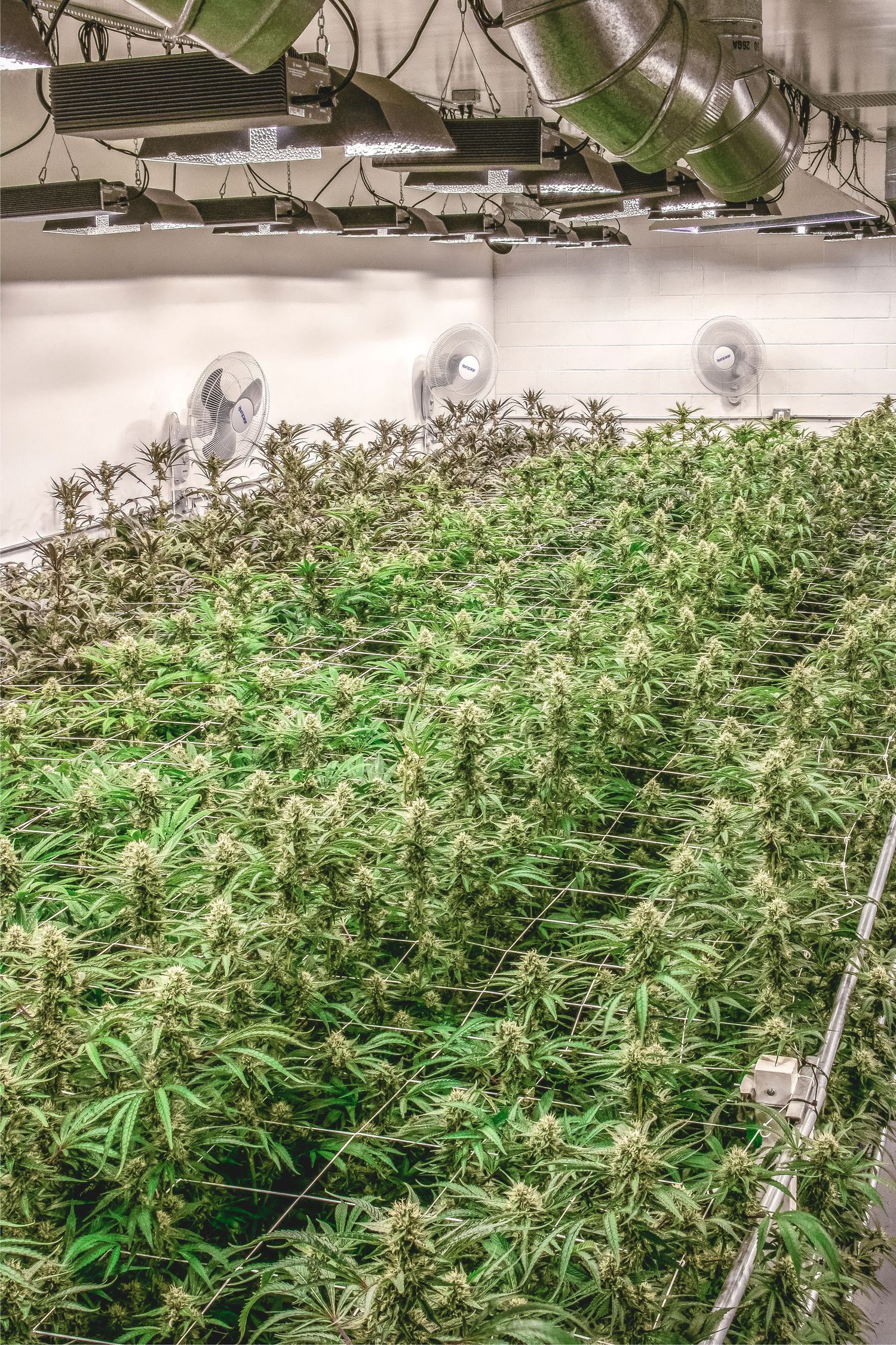Large-scale indoor cannabis grow room with flowering plants on trellised rows under industrial ventilation fans.
