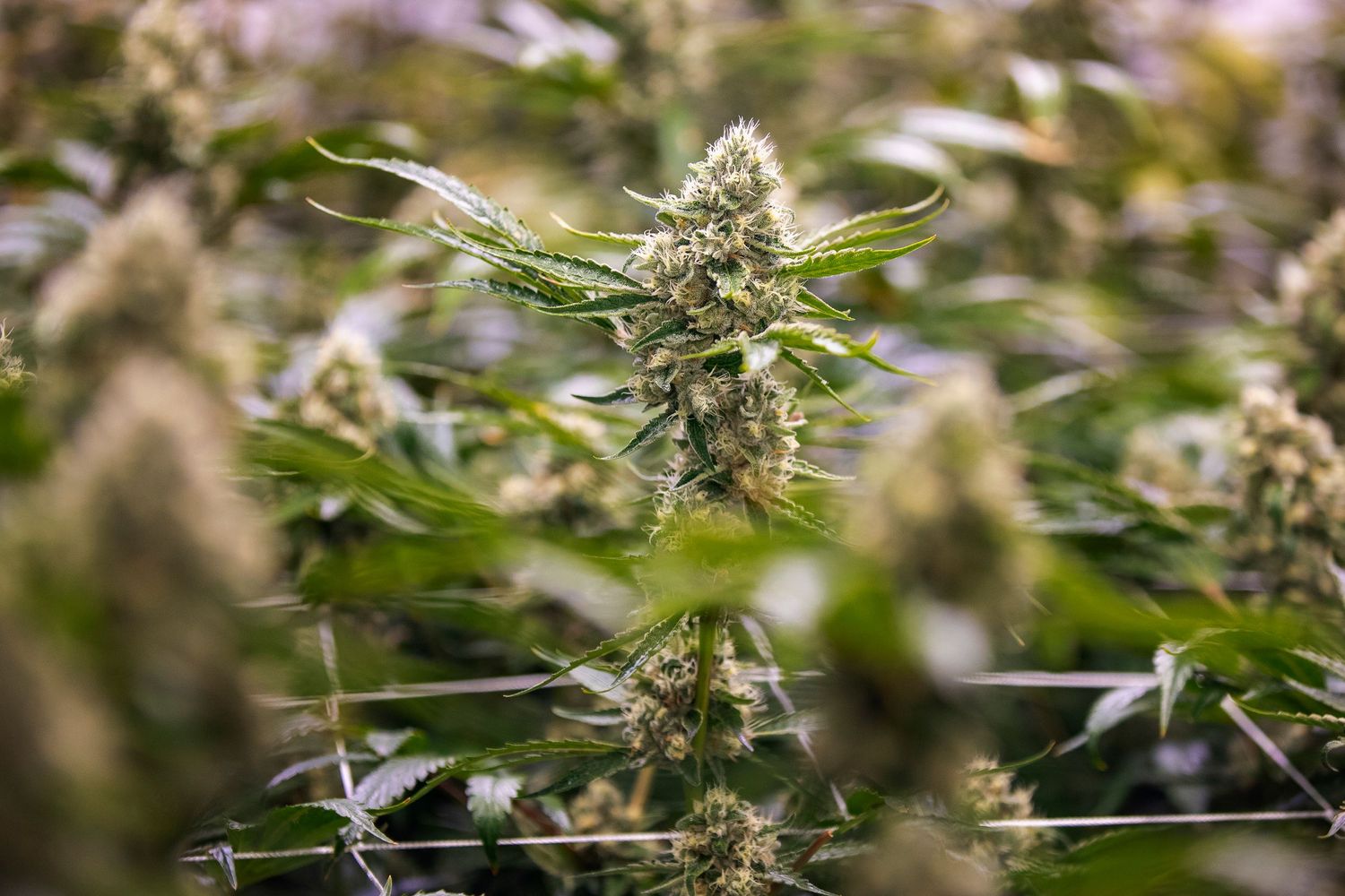 Close-up of a mature cannabis plant with dense, trichome-covered buds in an indoor grow facility.