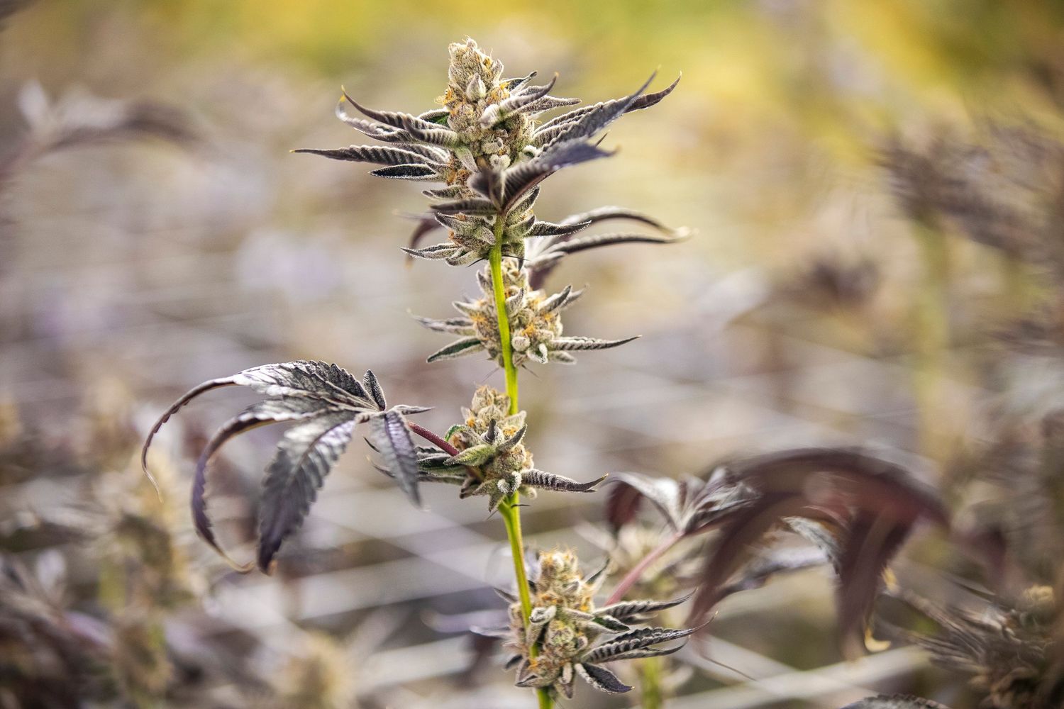 Dark purple cannabis plant with small buds growing in an outdoor natural setting.