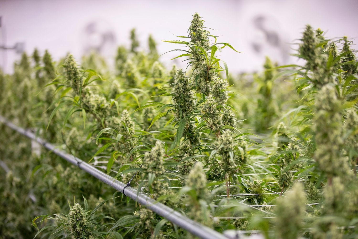 Rows of flowering cannabis plants with dense buds growing in an indoor cultivation facility.