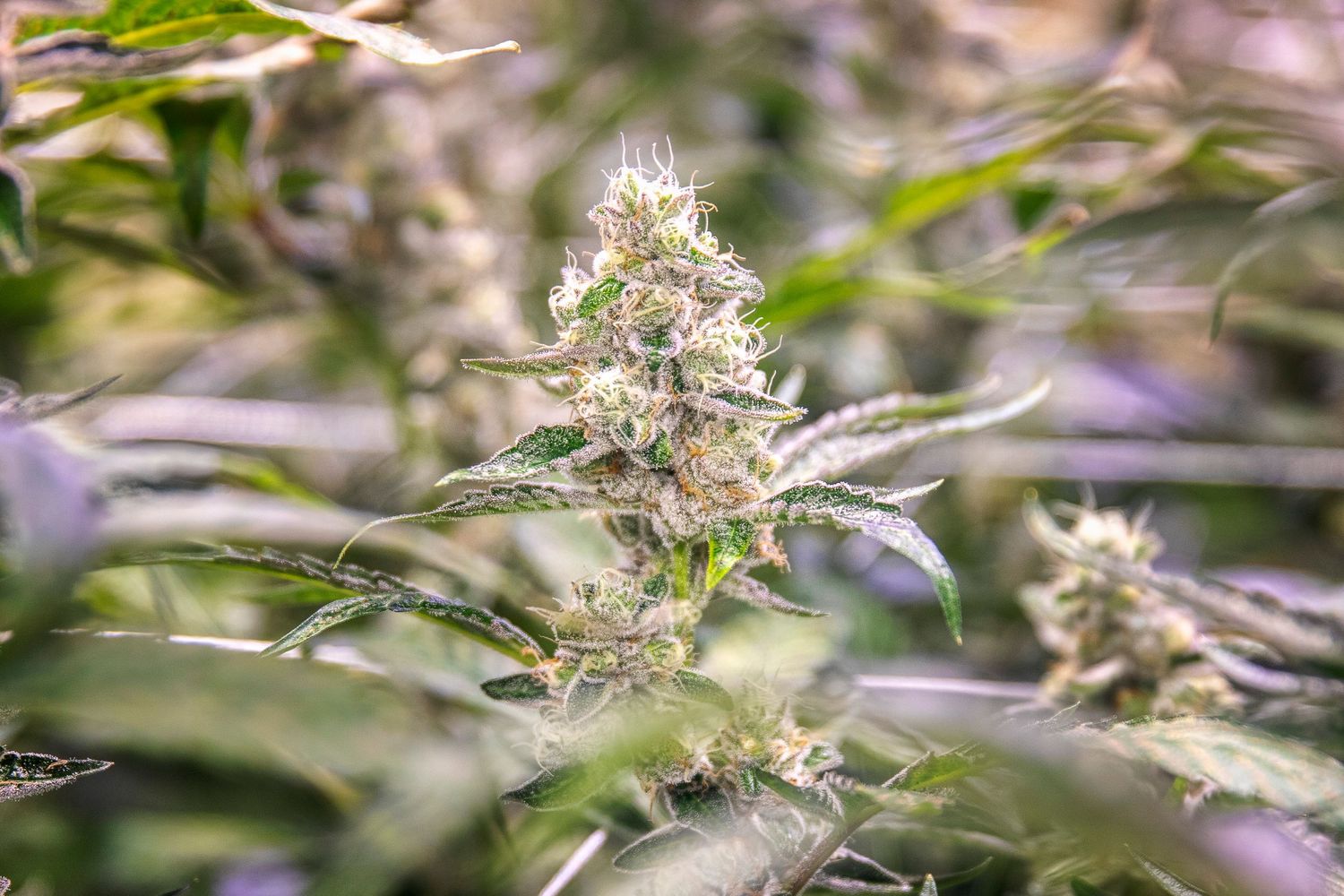 Close-up of a flowering cannabis plant with white trichomes and pistils in an indoor grow facility.