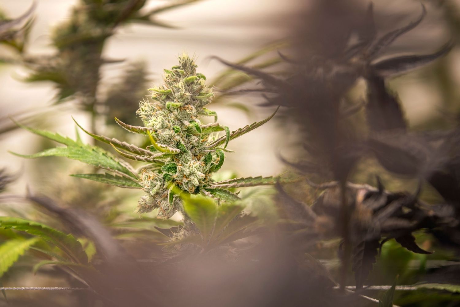 Mature cannabis cola with dense white trichomes growing indoors under artificial lighting.