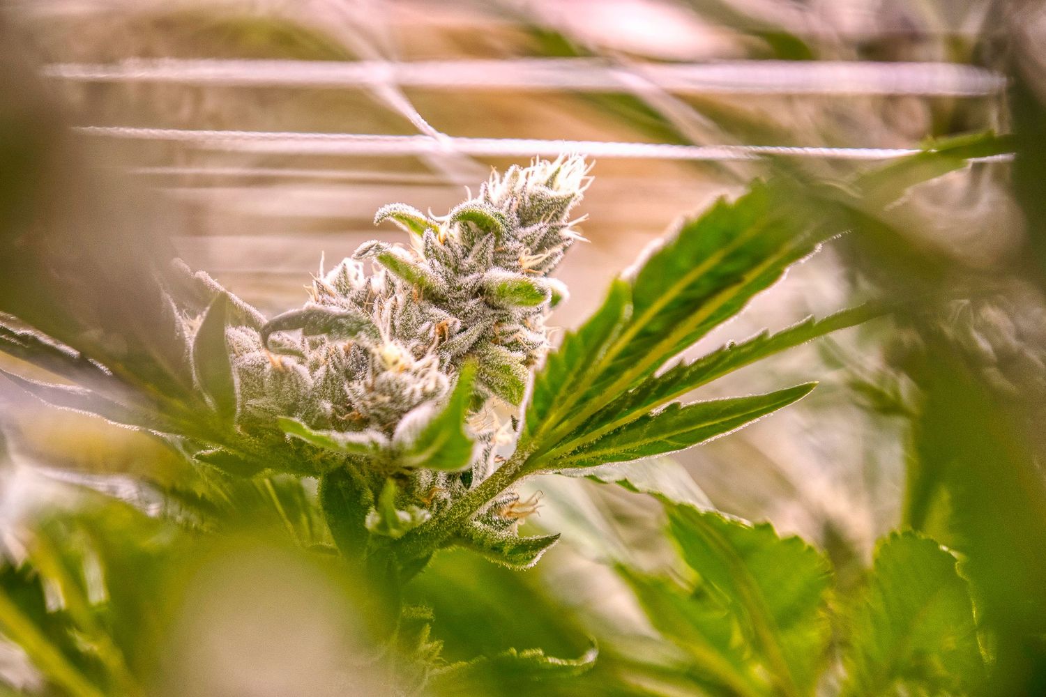White cannabis flower bud with green leaves growing indoors under soft lighting.