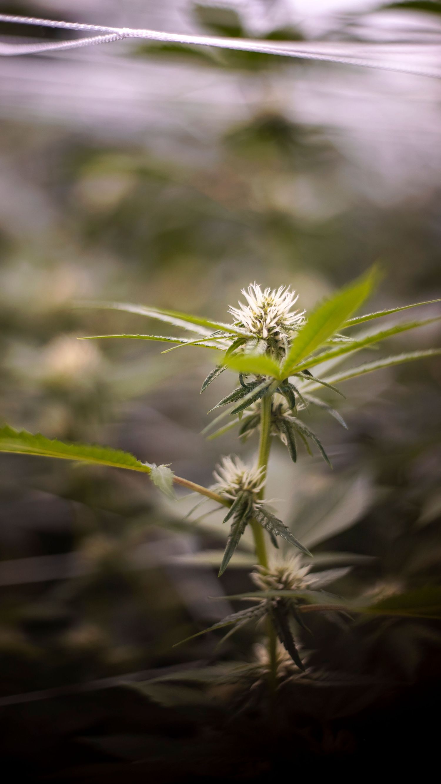 Close-up of a cannabis plant with white pistils growing indoors.