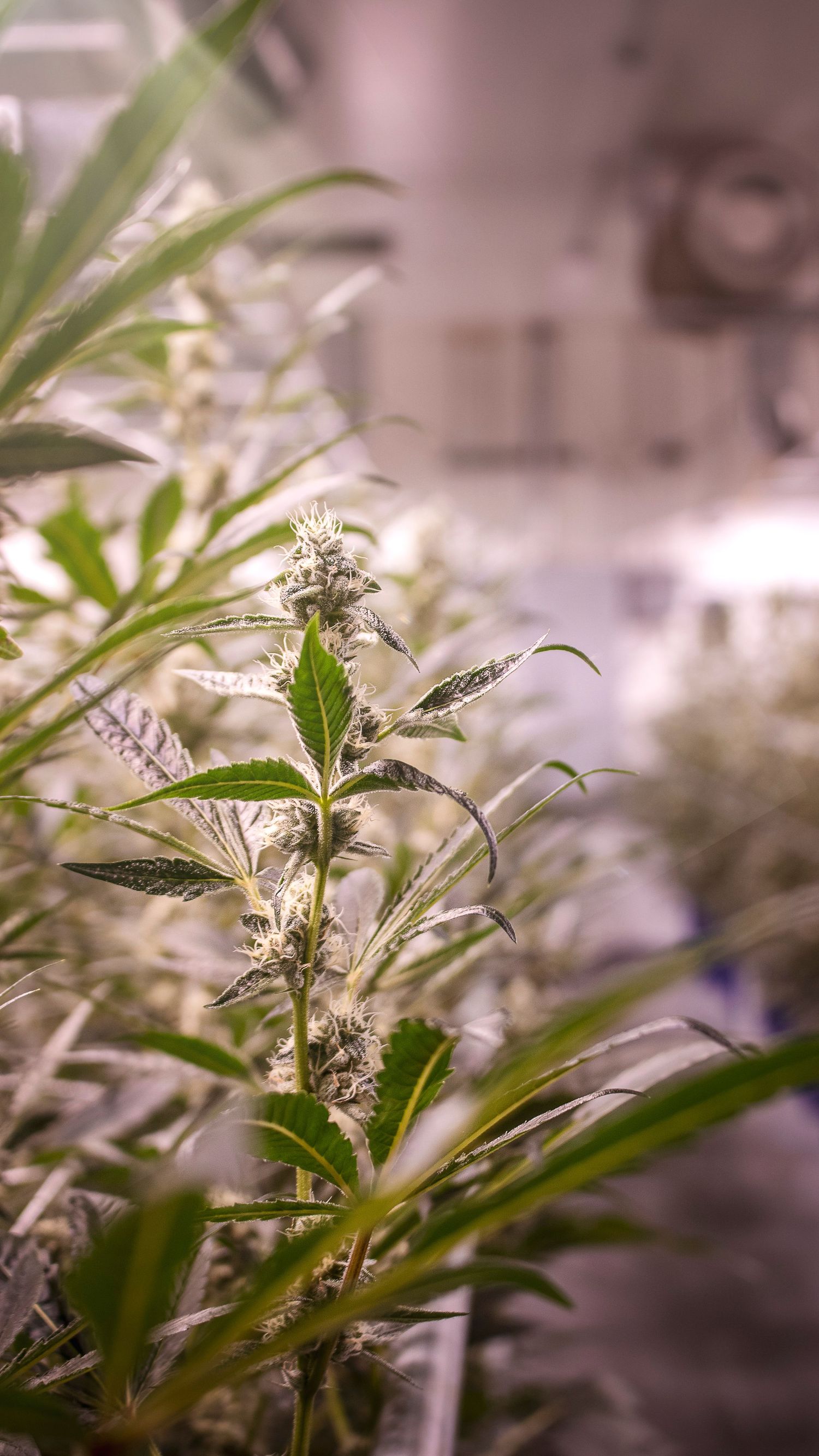 Close-up of a budding cannabis plant with white pistils under bright grow lights in an indoor facility.