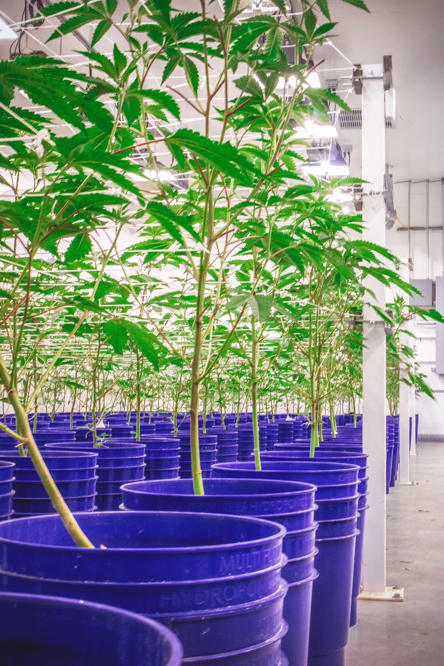 Indoor cannabis cultivation facility with young plants growing in blue buckets under bright artificial lighting.