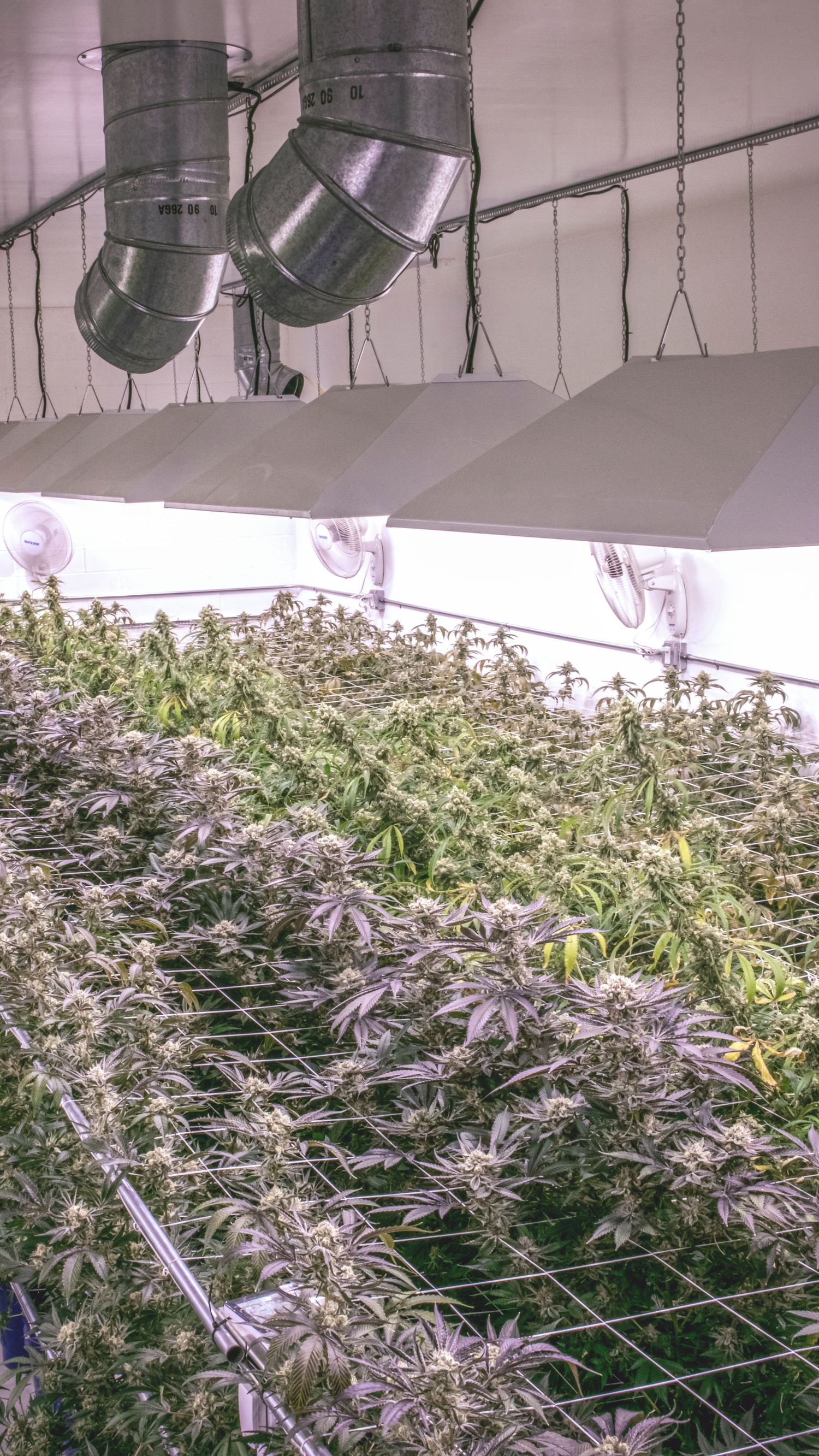 Indoor cannabis cultivation room with mature flowering plants under artificial lights and industrial ventilation ducts.