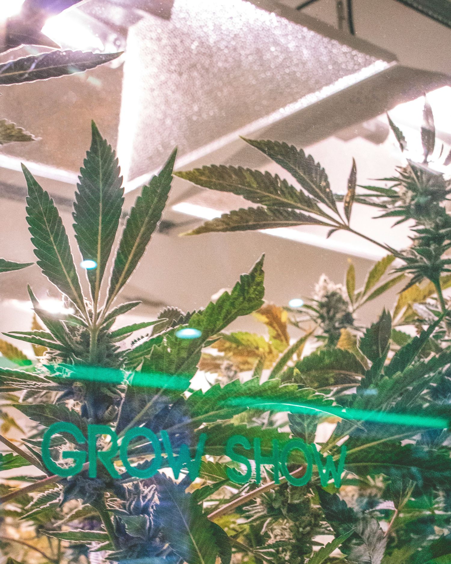 Cannabis plants growing under LED grow lights in an indoor cultivation facility with a grow shop sign.