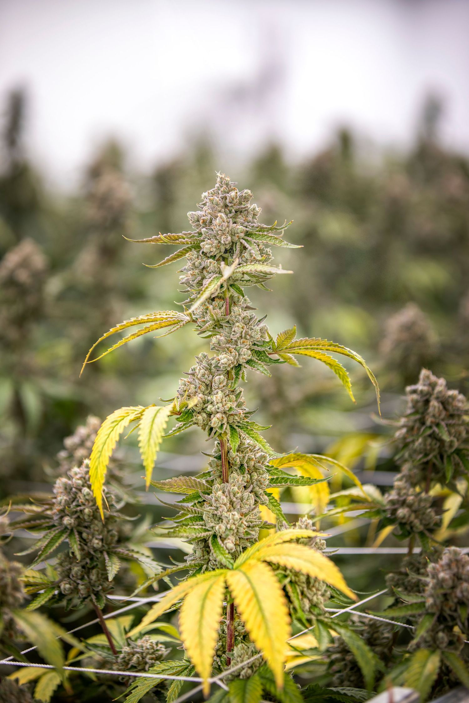 Mature cannabis plant with large central cola and yellowing fan leaves in an indoor grow room.