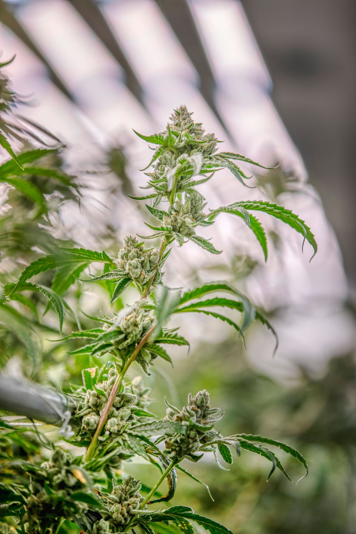 Tall cannabis plant with multiple budding colas under bright grow lights in an indoor facility.