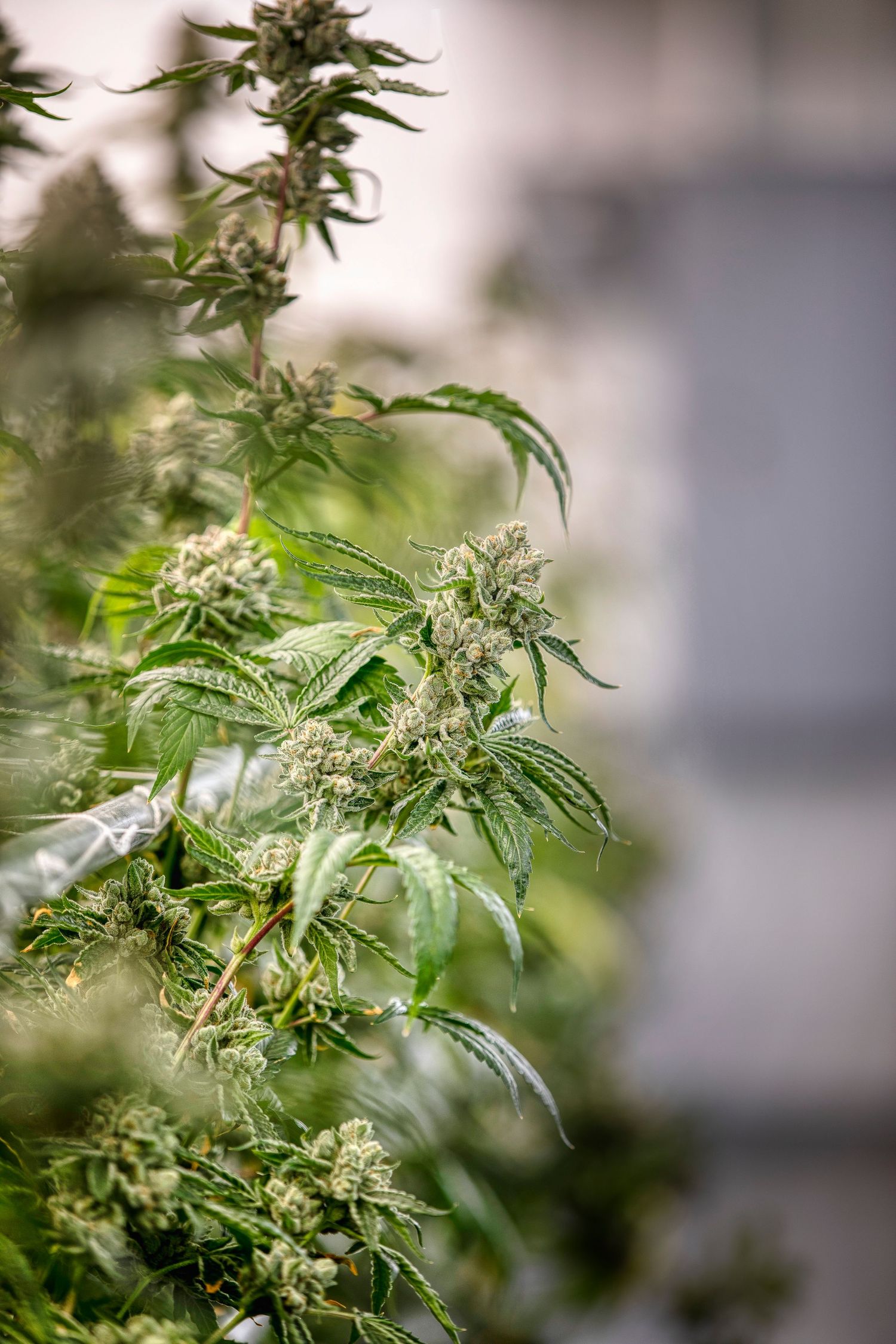 Cannabis plant with dense resinous buds and white pistils growing in an indoor cultivation setup.