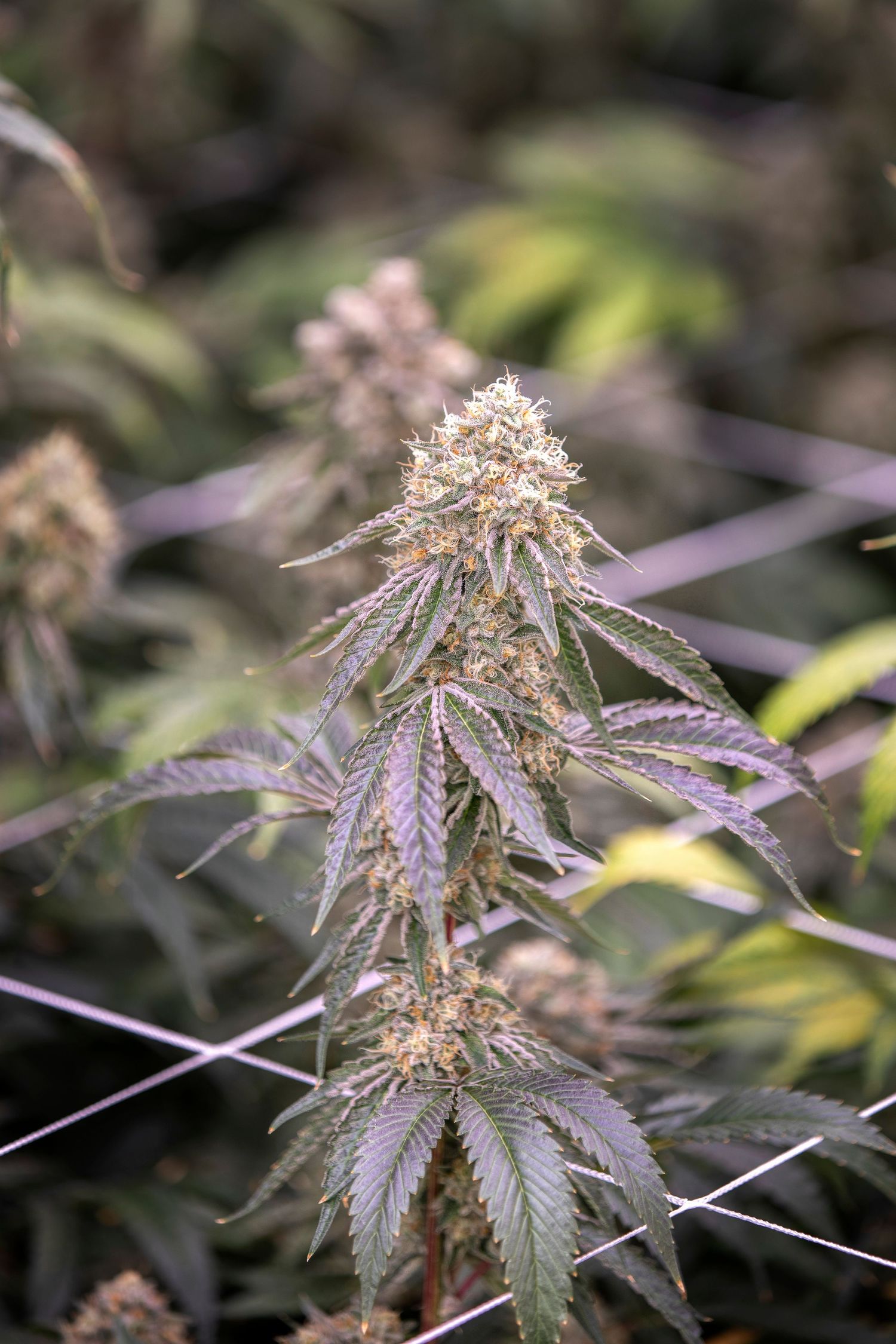 Cannabis plant with purple-tinged stems and dense buds growing through a trellis net indoors.