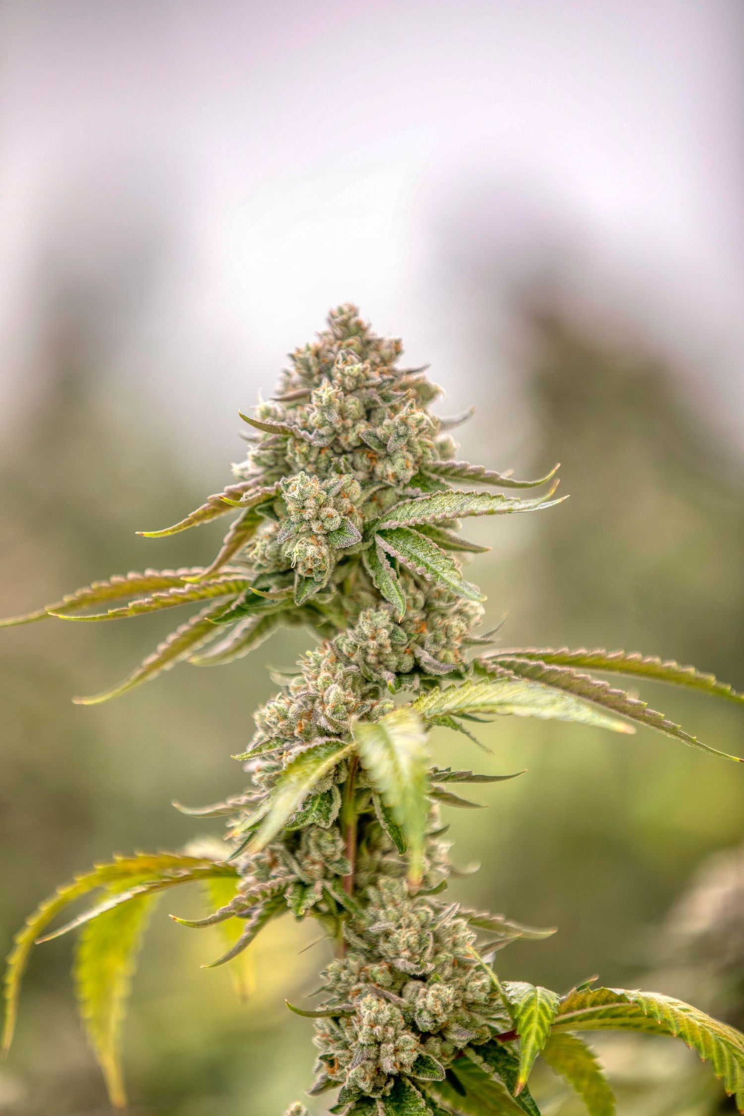 Close-up of a frosted cannabis bud covered in white trichomes against a soft blurred background.