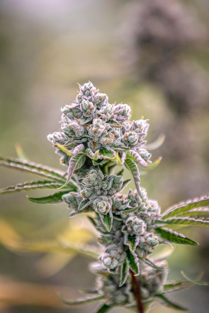 Macro shot of a dense, trichome-rich purple cannabis bud with visible resin glands on a blurred background.