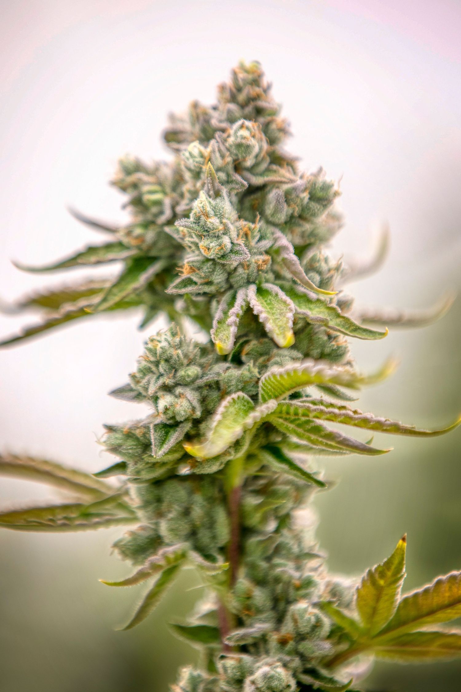 Macro shot of a dense cannabis flower covered in glistening white trichomes and orange pistils.
