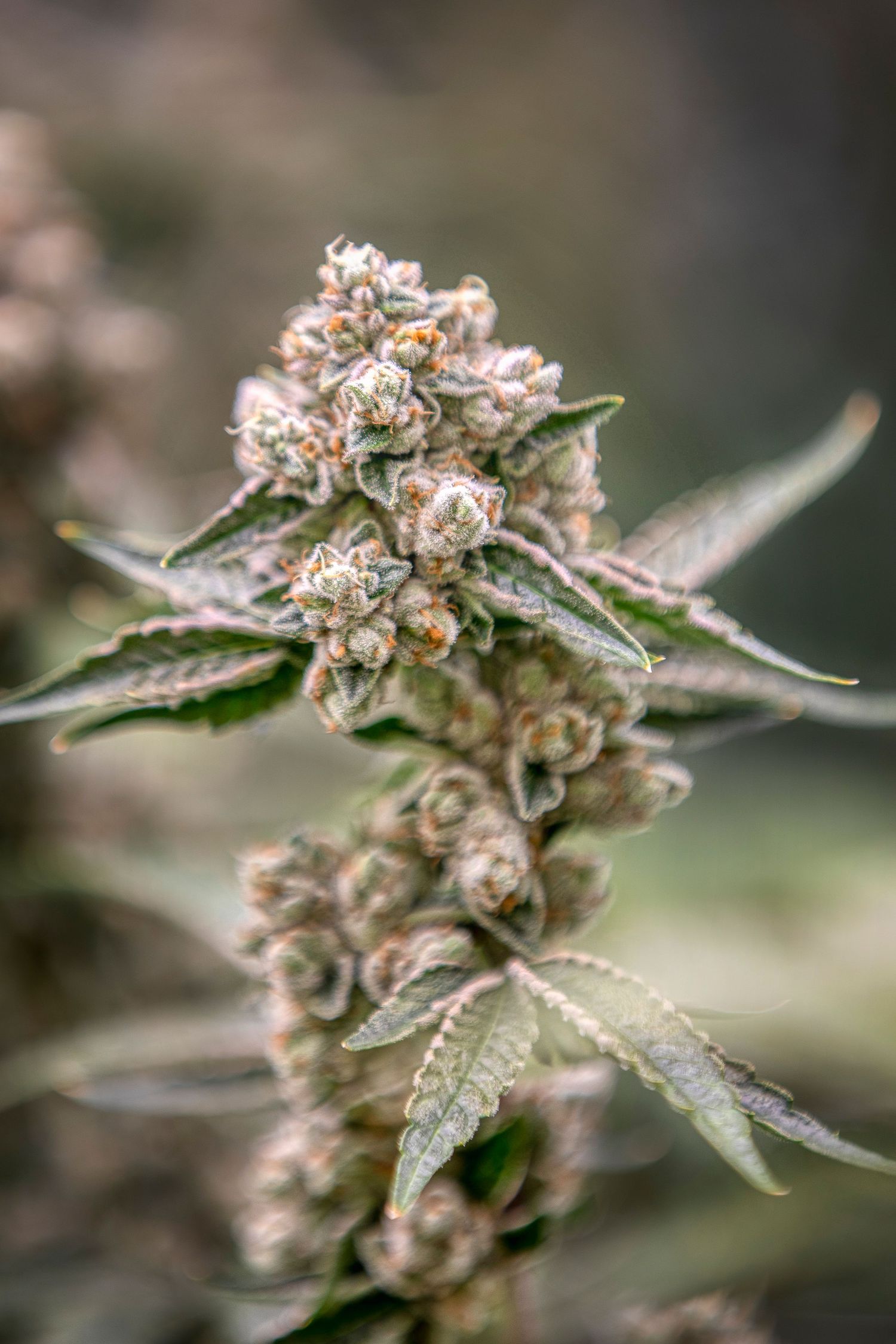 Close-up of a cannabis plant bud with white trichomes and orange pistils in late flowering stage.