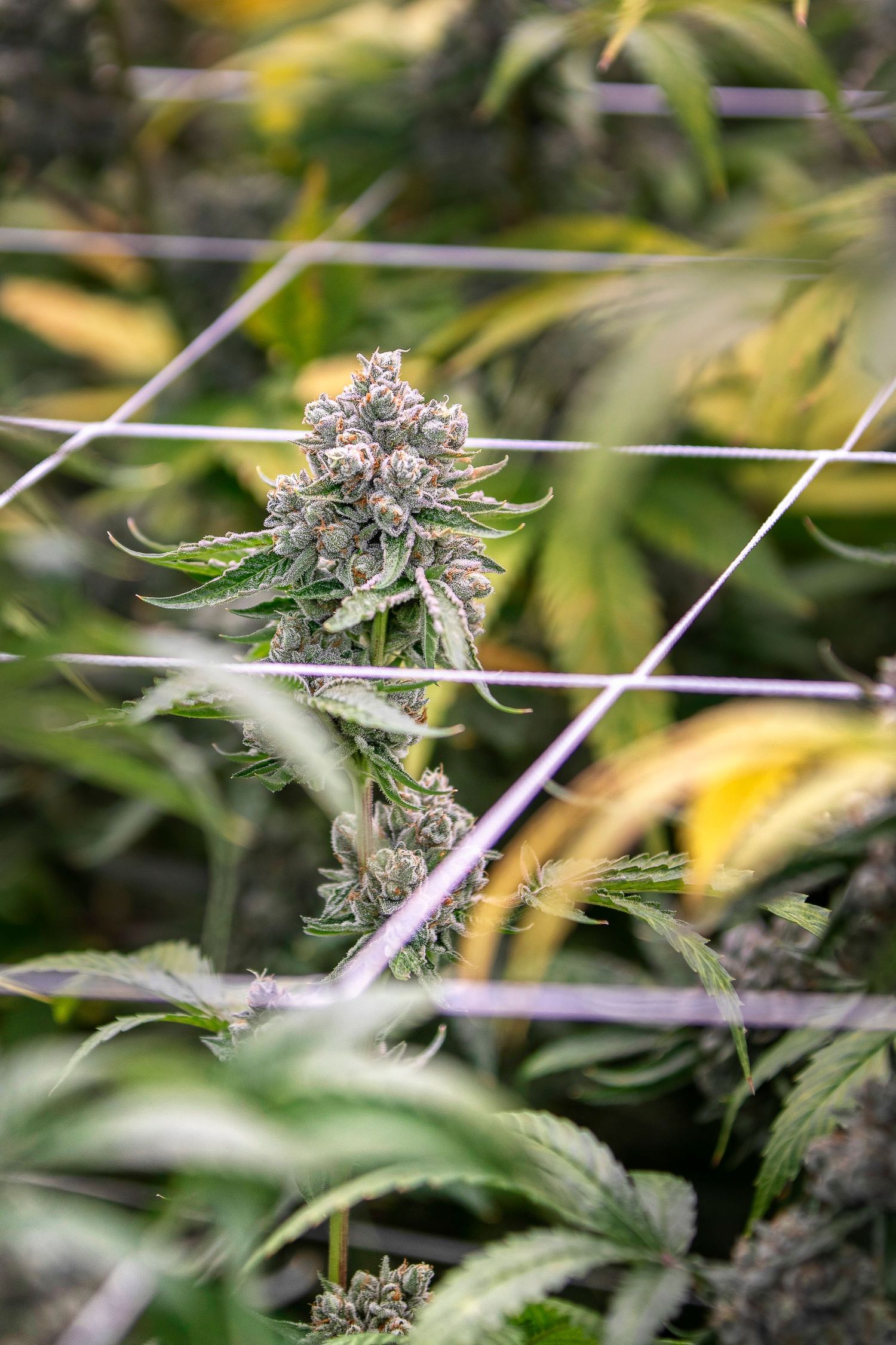 Cannabis cola growing through a support trellis net surrounded by yellowing leaves in a grow room.