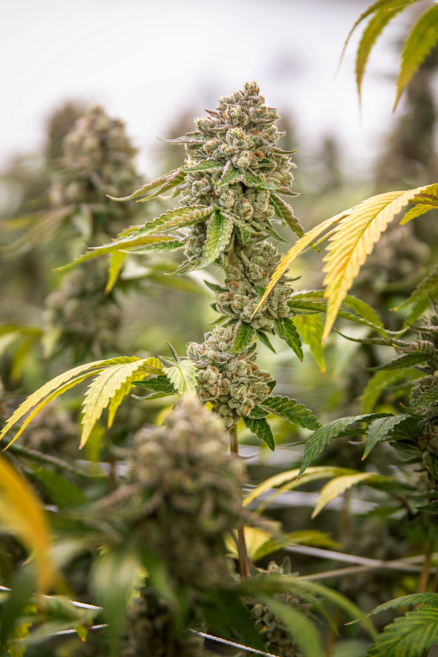 Tall cannabis cola with dense buds and yellowing fan leaves growing in an outdoor garden.