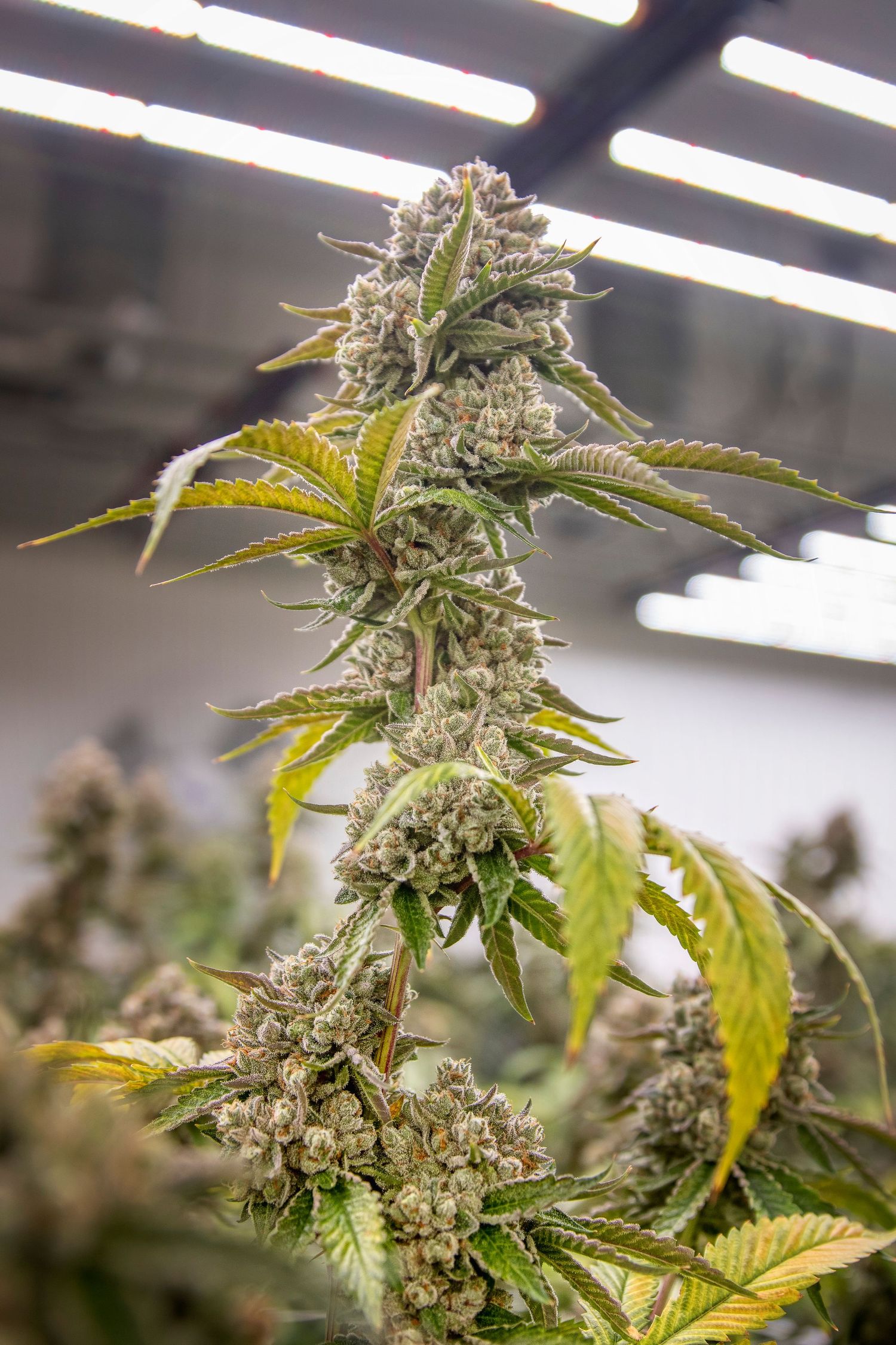 Mature cannabis plant with frosty buds growing under LED grow lights in an indoor facility.