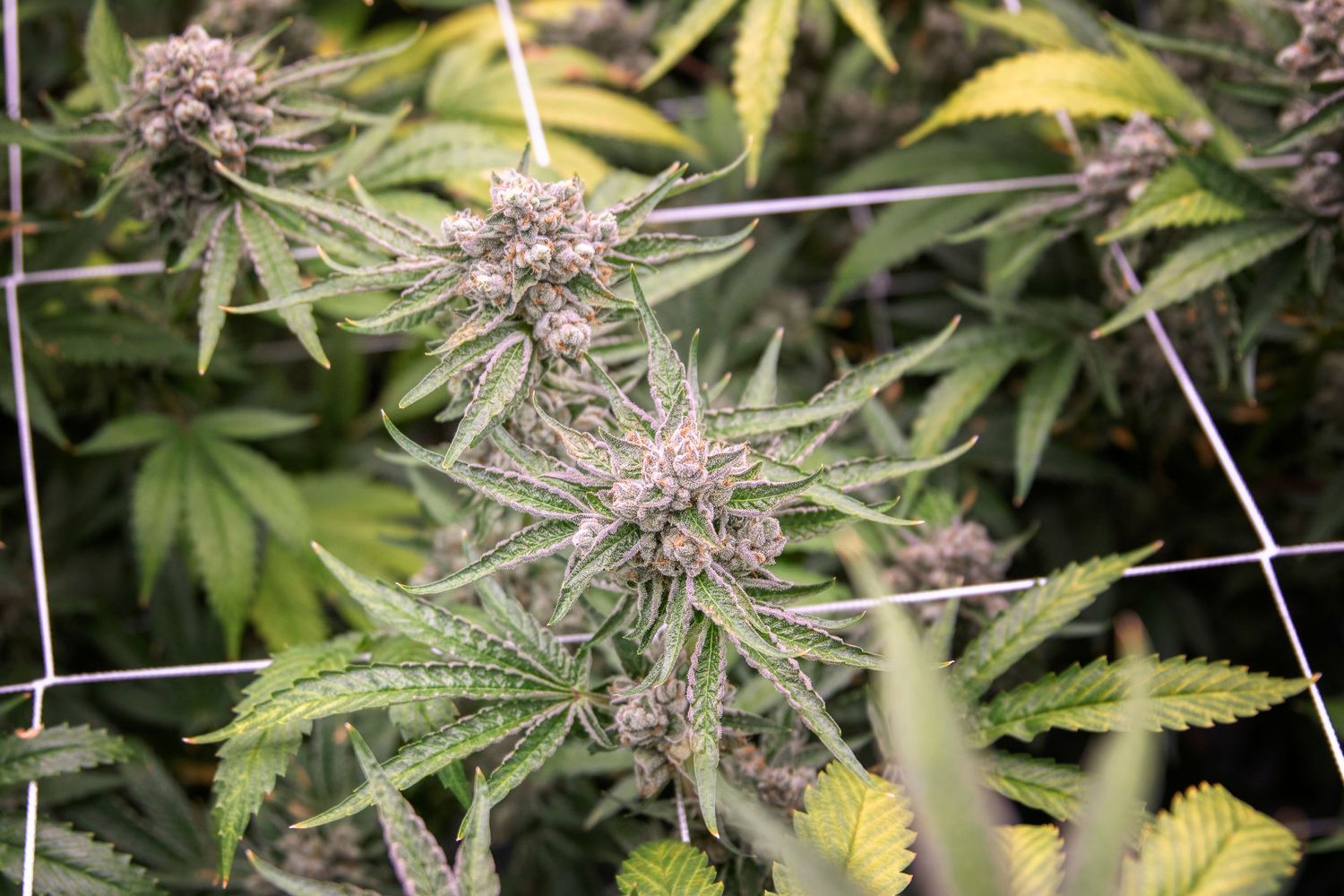 Early-stage cannabis bud with purple pistils growing through a wire trellis support net.