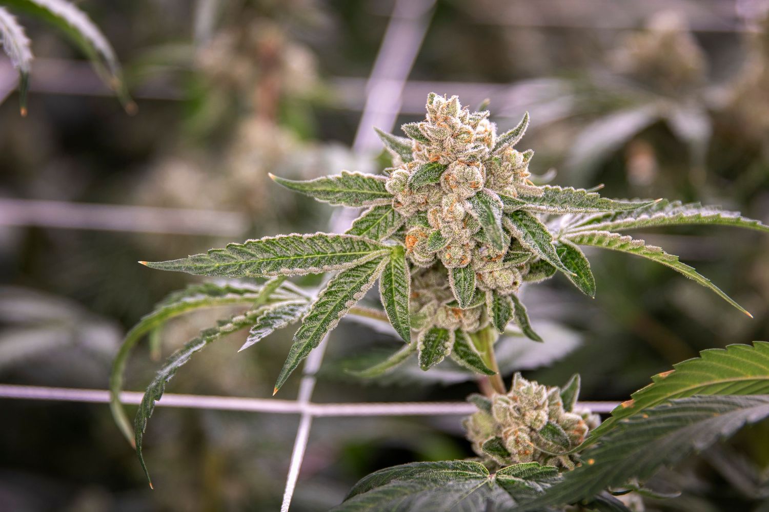 Cannabis bud with green leaves growing on a trellis net in an indoor cultivation setup.