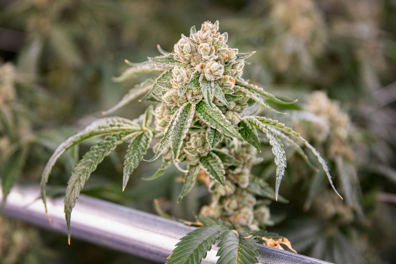 Dense cannabis flower with white trichomes resting on a metal rail in a grow room.