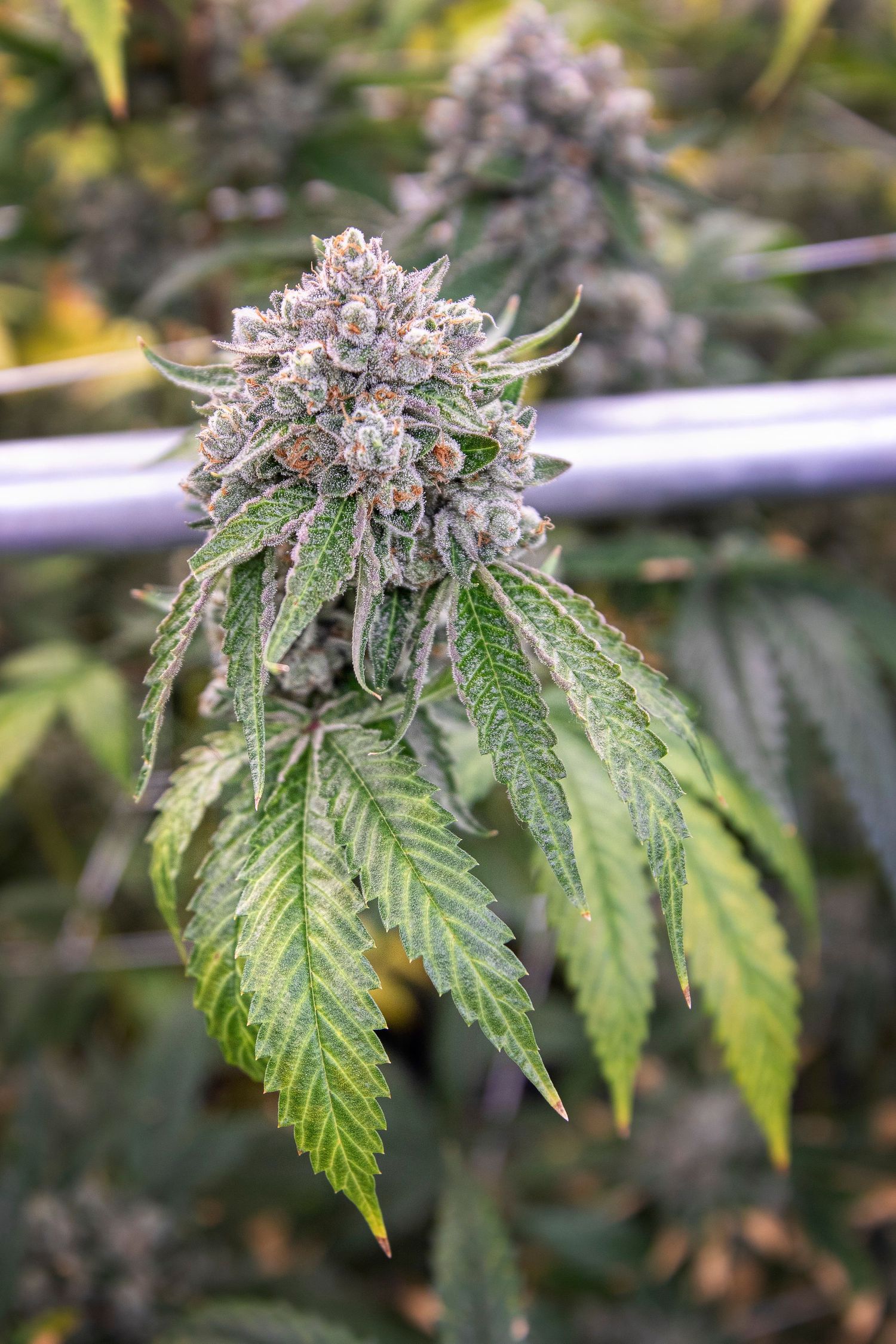 Close-up of a frosty cannabis bud with serrated leaves against a blurred garden background.