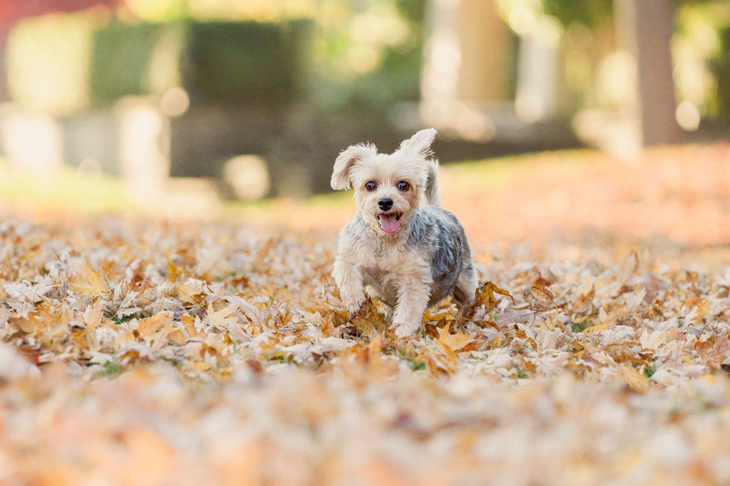 Professional pet photography