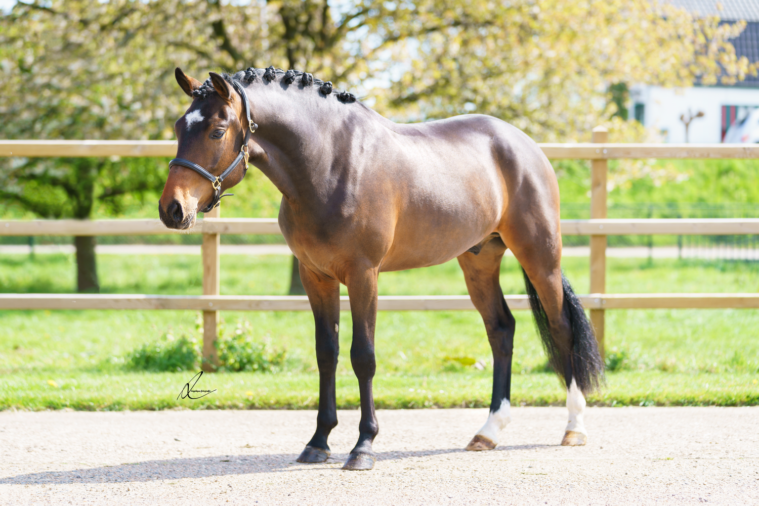 Beautiful bay horse with sleek coat standing proudly in an outdoor arena with wooden fencing.