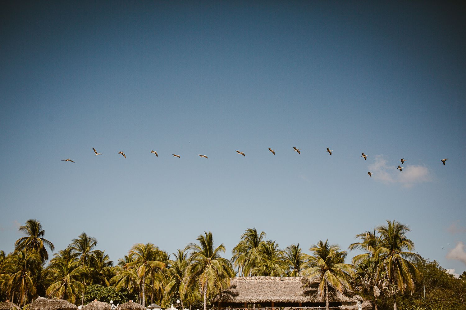 Flying pelicans over a hotel and palm trees against a blue sky