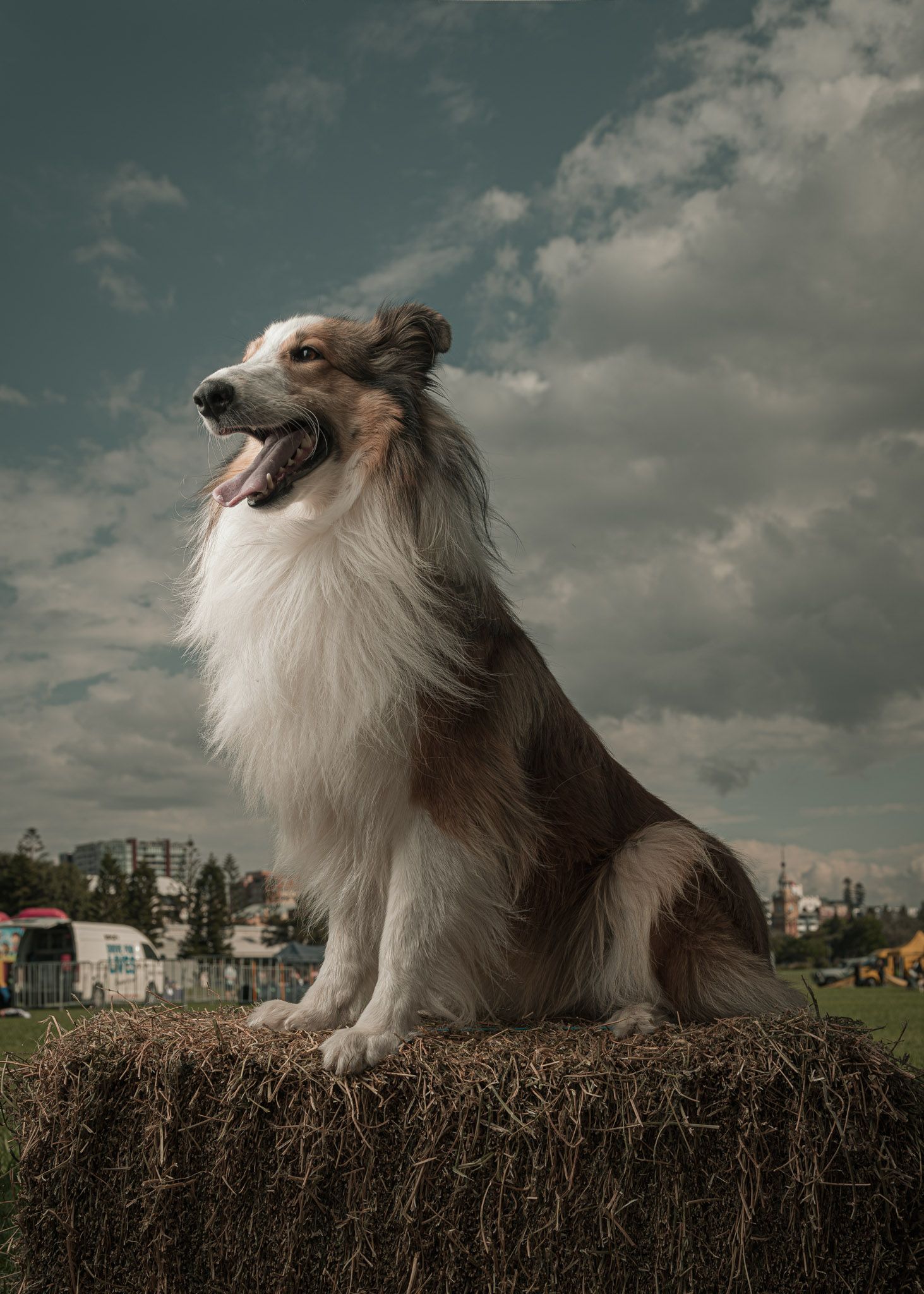 Border Collie posing for an on location pet portrait
