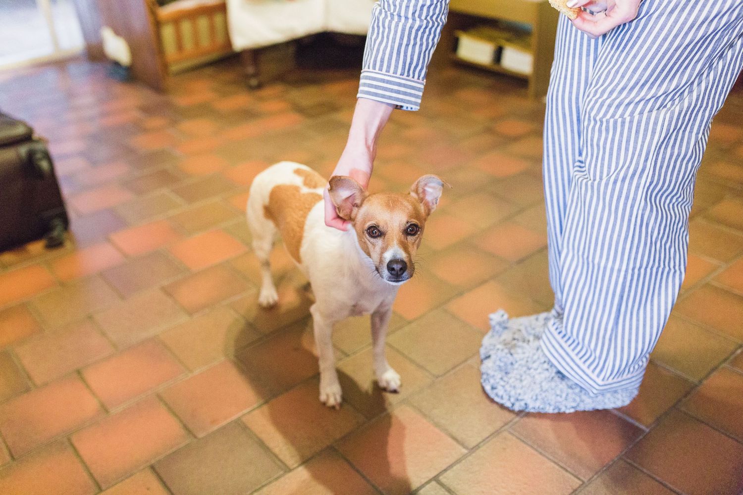Hayley Elizabeth Photography Dogs at weddings jack Russell in wedding prep Herefordshire humanist wedding