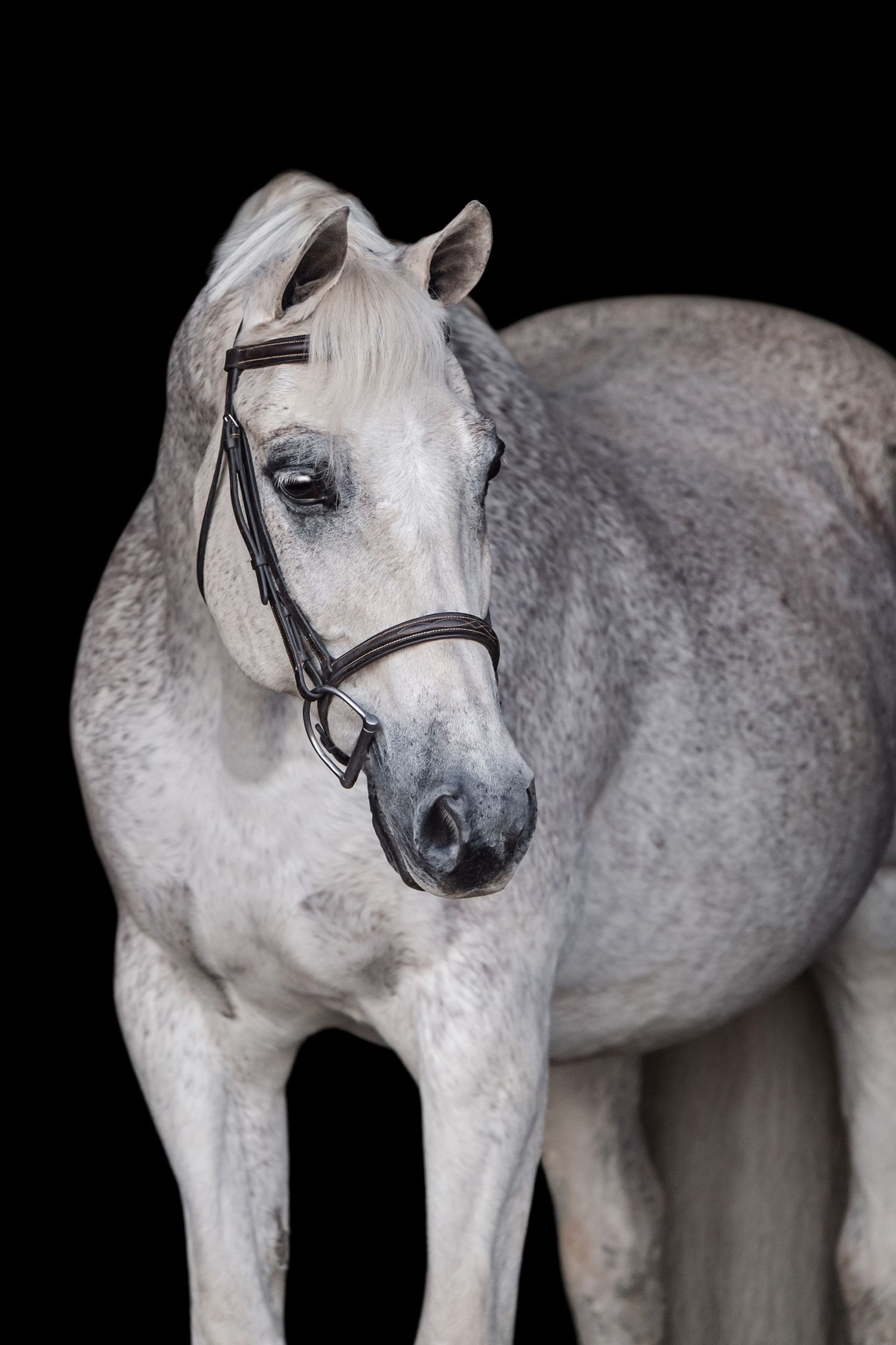 Fleabitten gray quarter horse, senior lesson horse black background