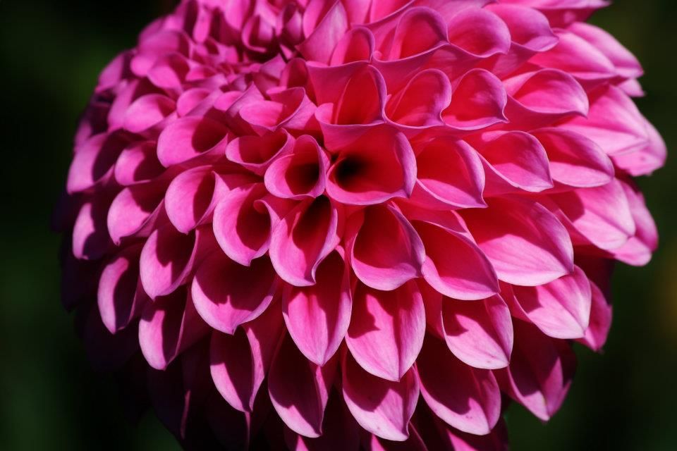Close-up macro photograph of a vibrant pink dahlia flower with perfectly layered petals against a dark background.