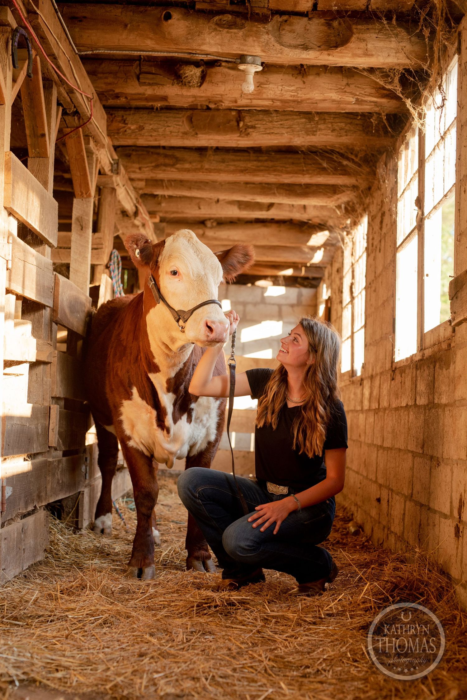 Indoor barn portrait with brown and white cow in rustic wooden stable.